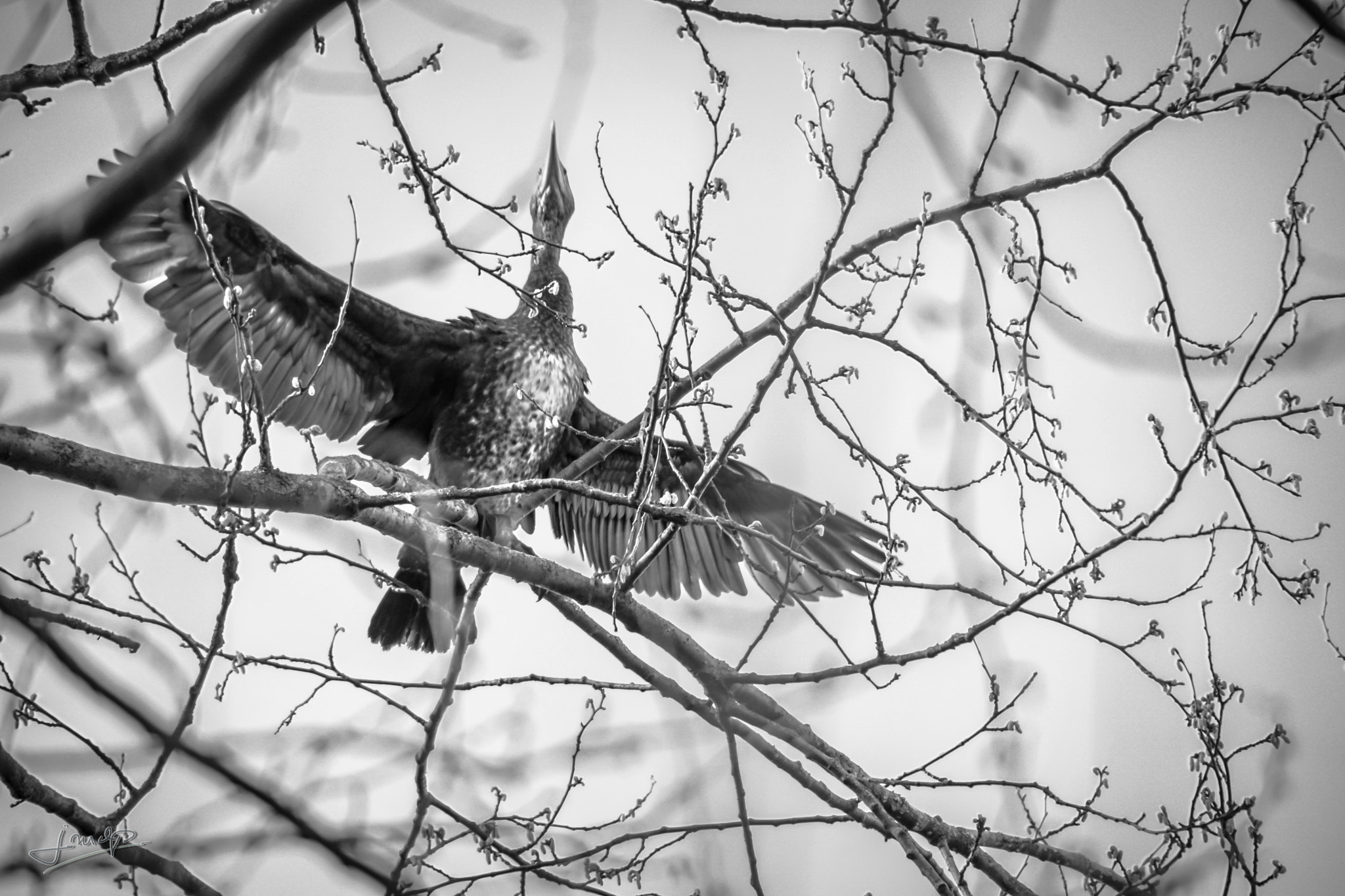 Tamron 16-300mm F3.5-6.3 Di II VC PZD Macro sample photo. Le cormoran photography