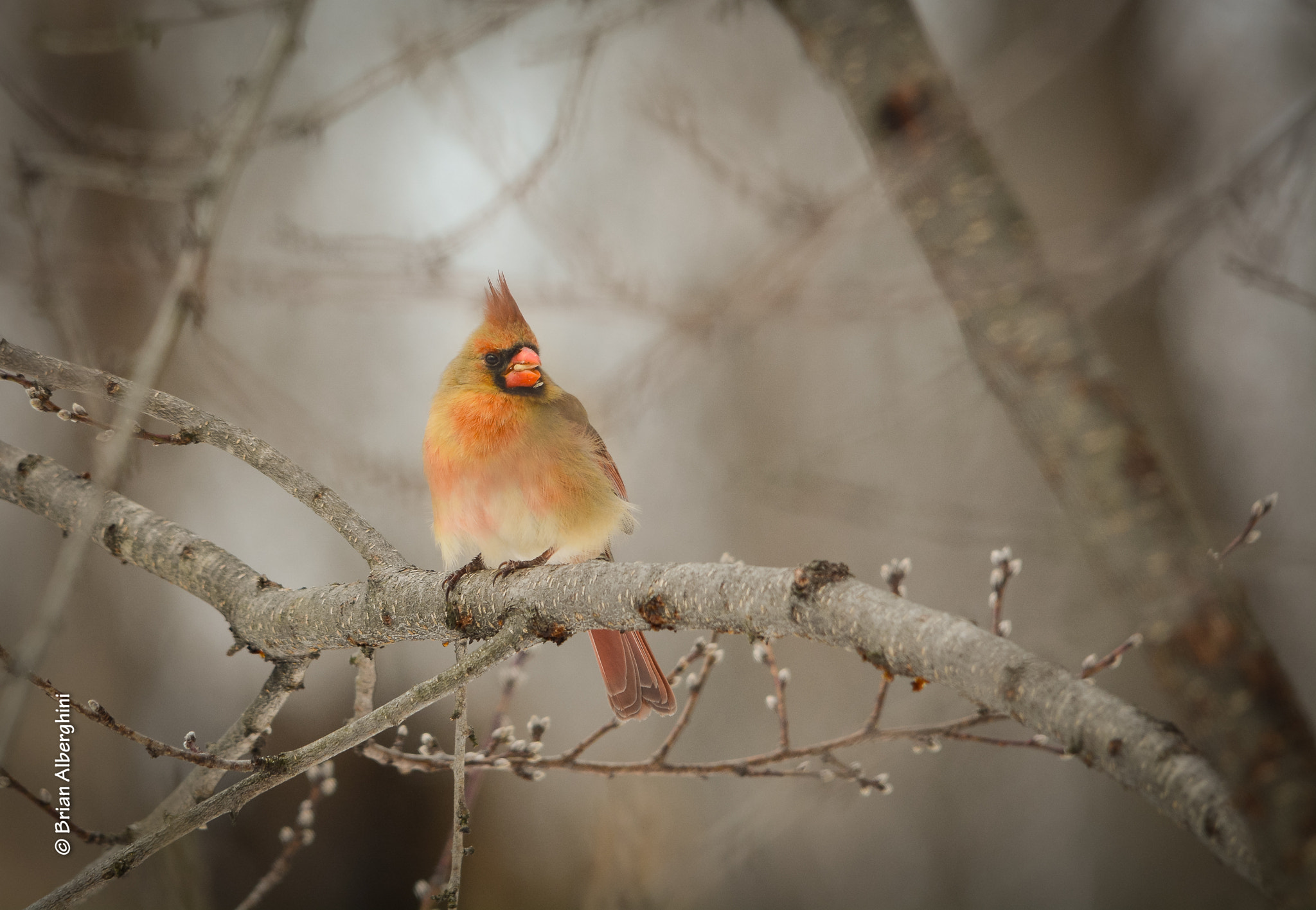 Sigma 150-500mm F5-6.3 DG OS HSM sample photo. Mrs. cardinal photography