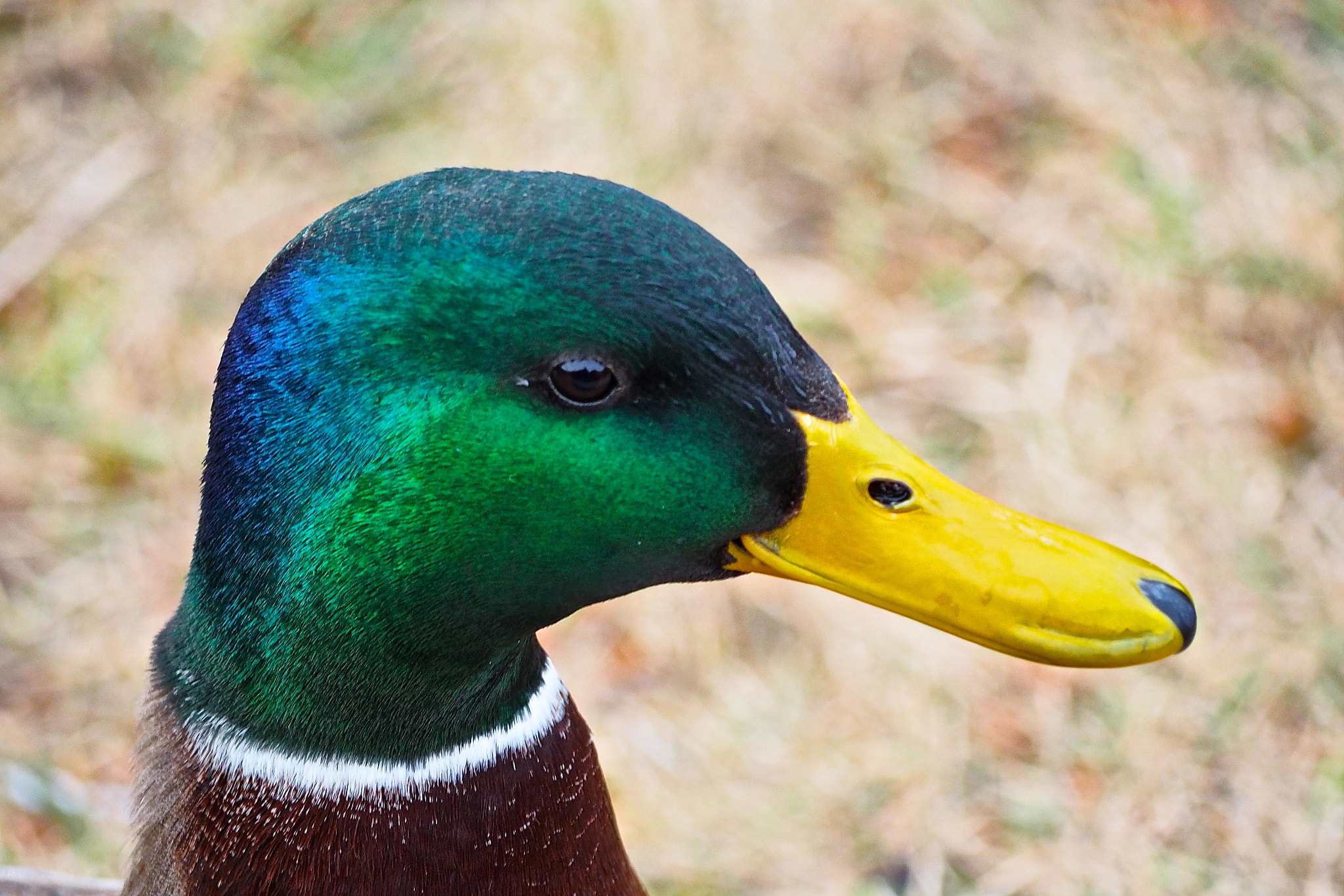 Olympus OM-D E-M5 II sample photo. Donald on vacation in bavaria photography