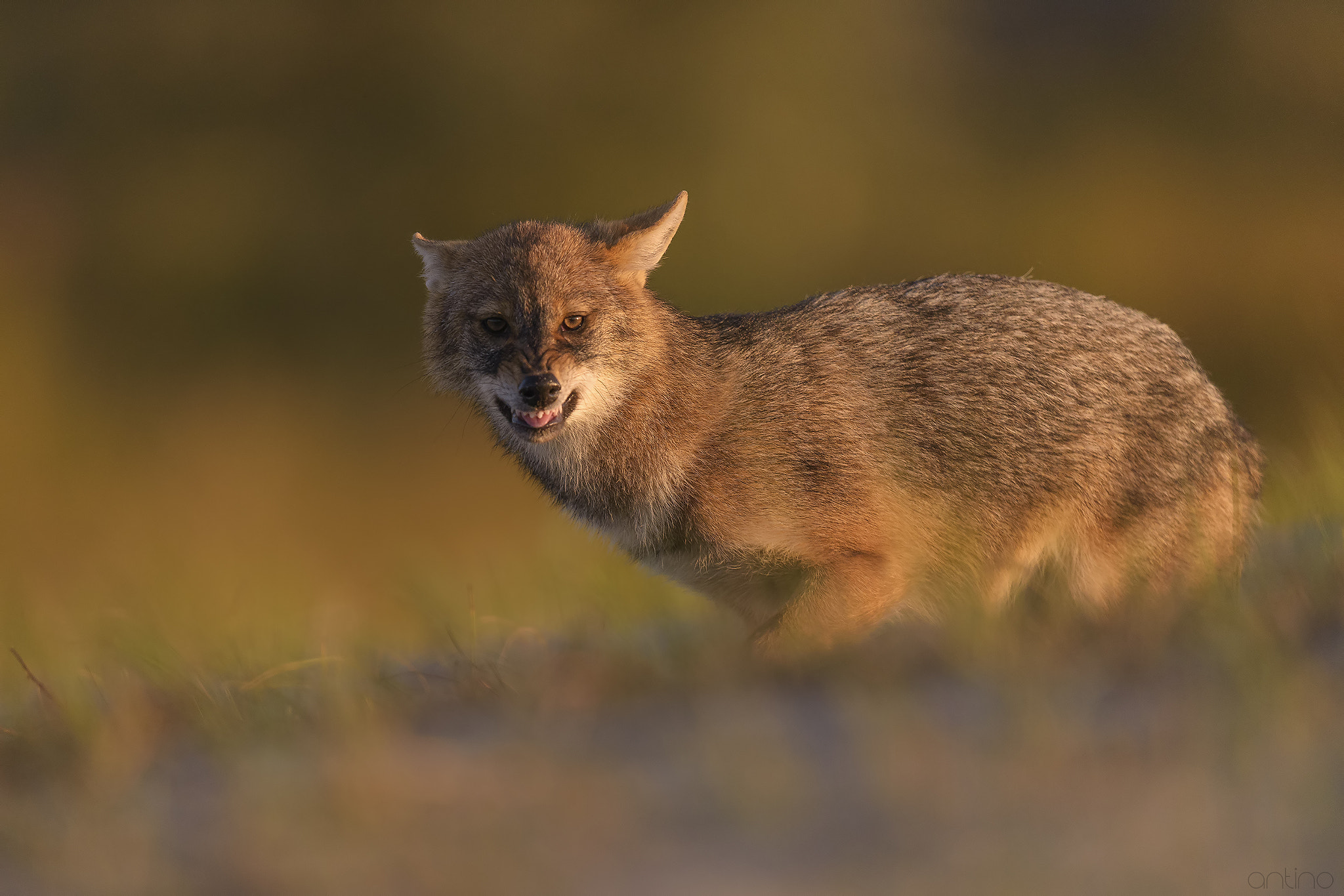 Nikon D810 + Nikon AF-S Nikkor 500mm F4G ED VR sample photo. Golden jackal at the dawn photography