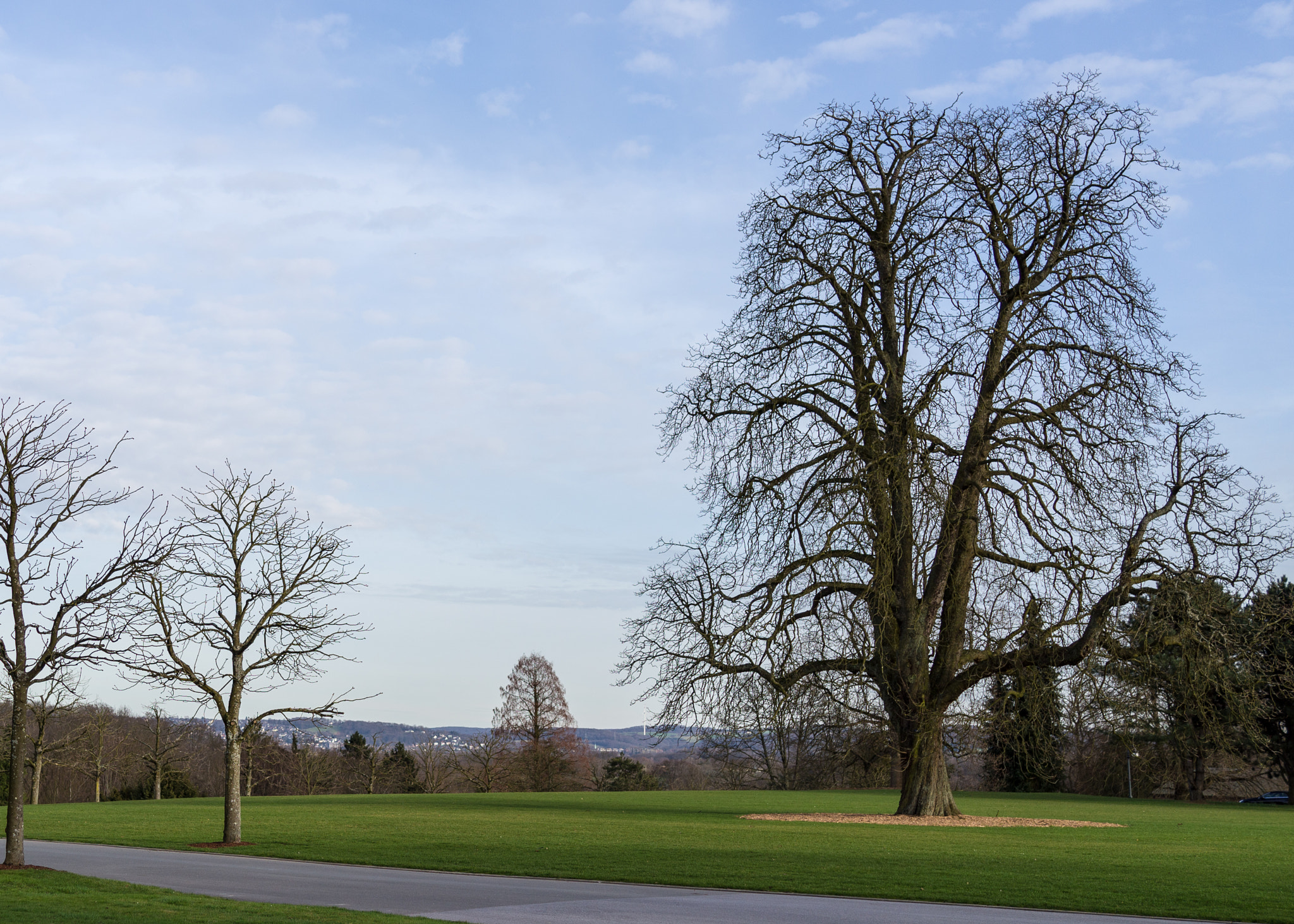 Sony Cyber-shot DSC-RX1 + 35mm F2.0 sample photo. Kleiner baum < großer baum photography