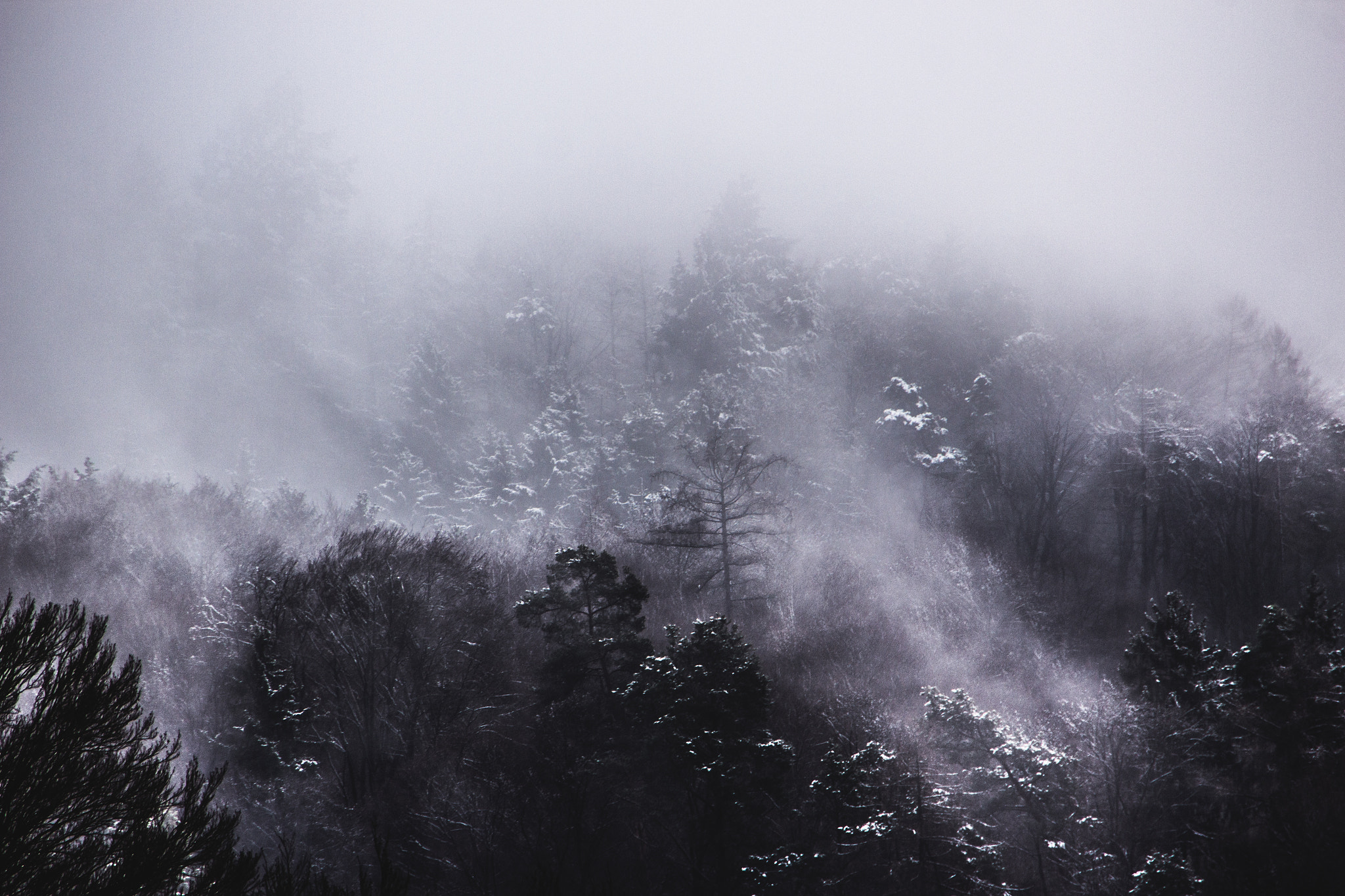 Sigma 18-250mm F3.5-6.3 DC OS HSM sample photo. Foggy morning photography
