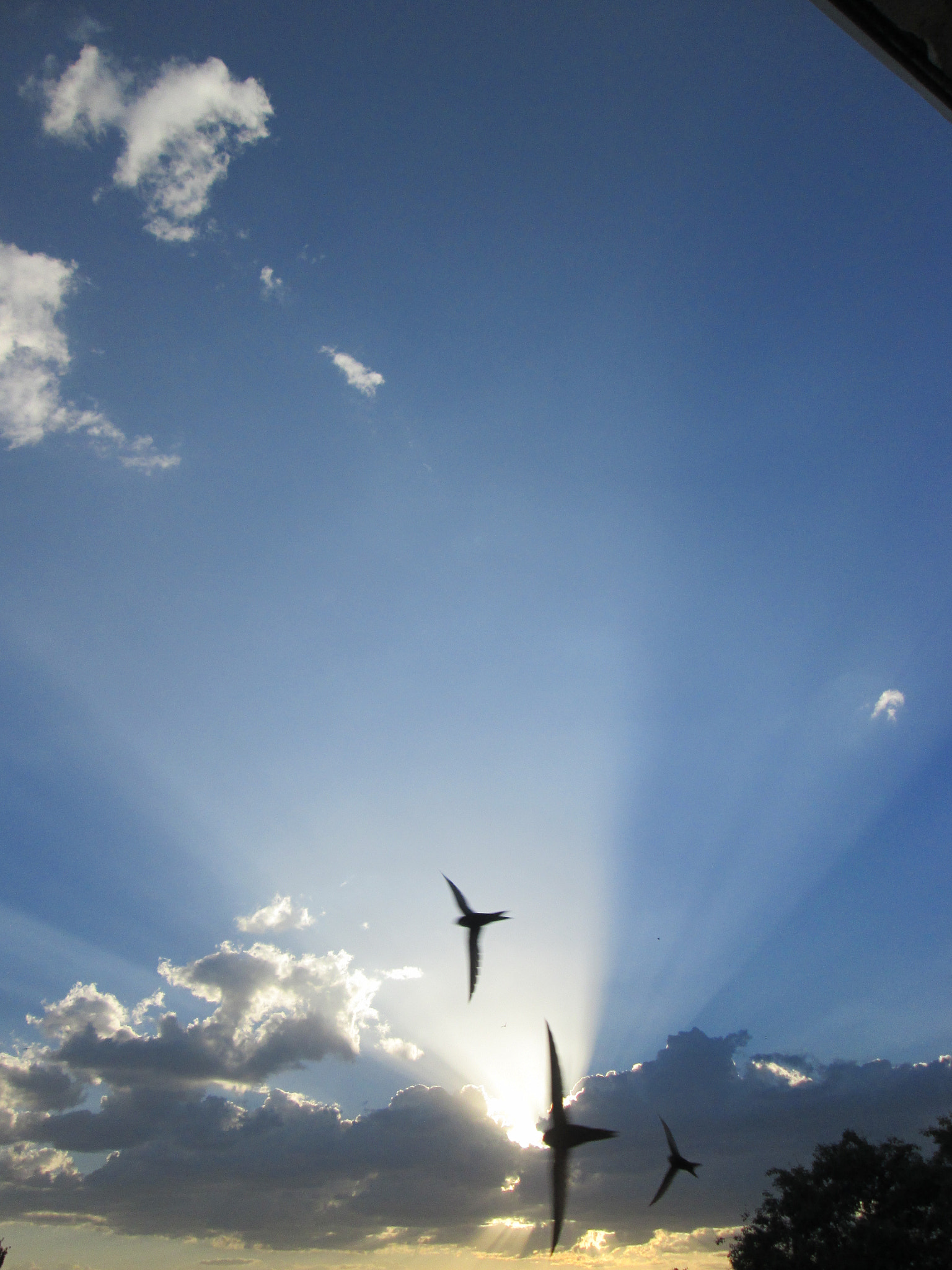 Canon PowerShot A1400 sample photo. Sundown #swallows photography