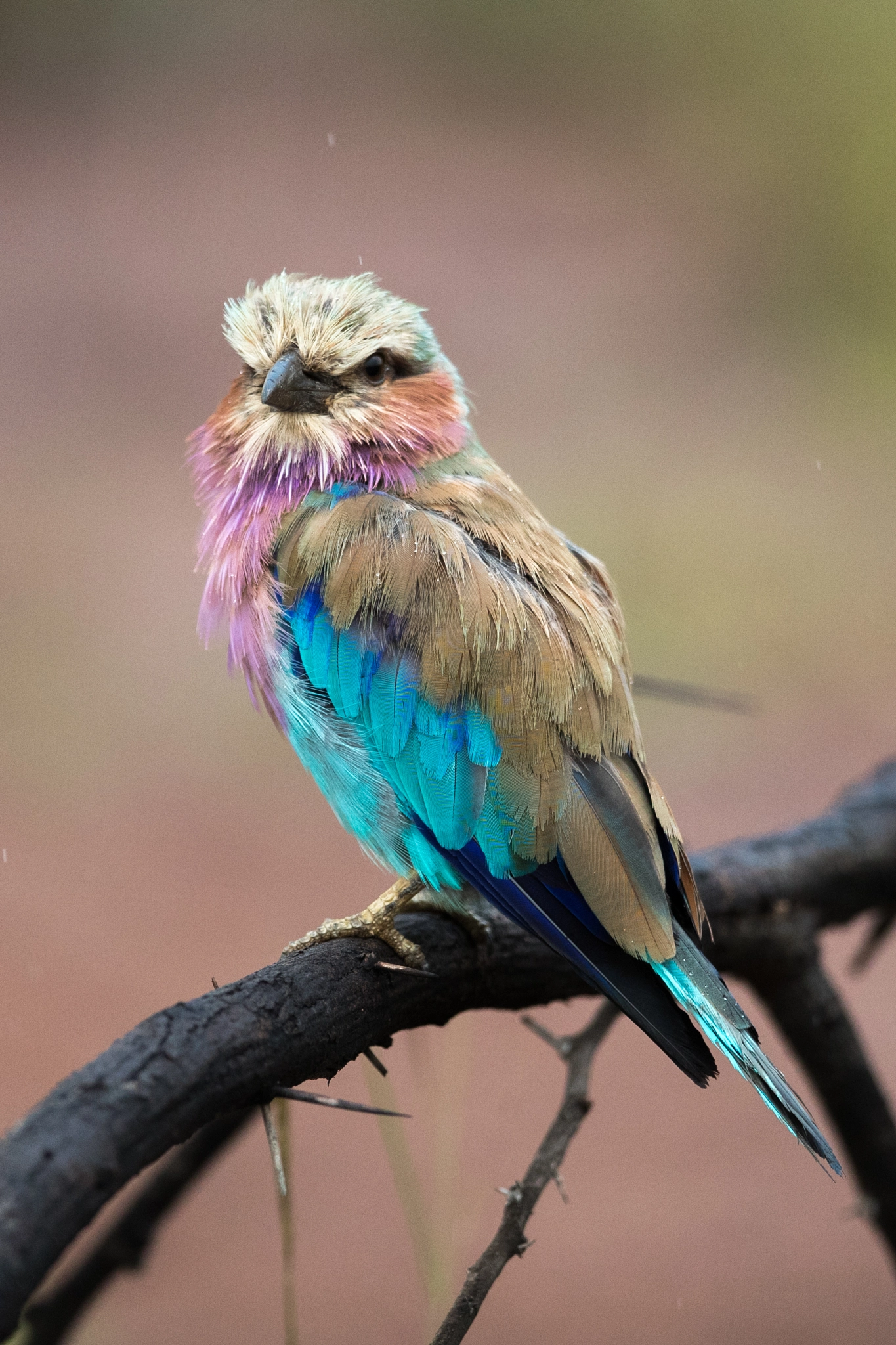 Canon EF 400mm F2.8L IS USM sample photo. Lilac-breasted roller photography