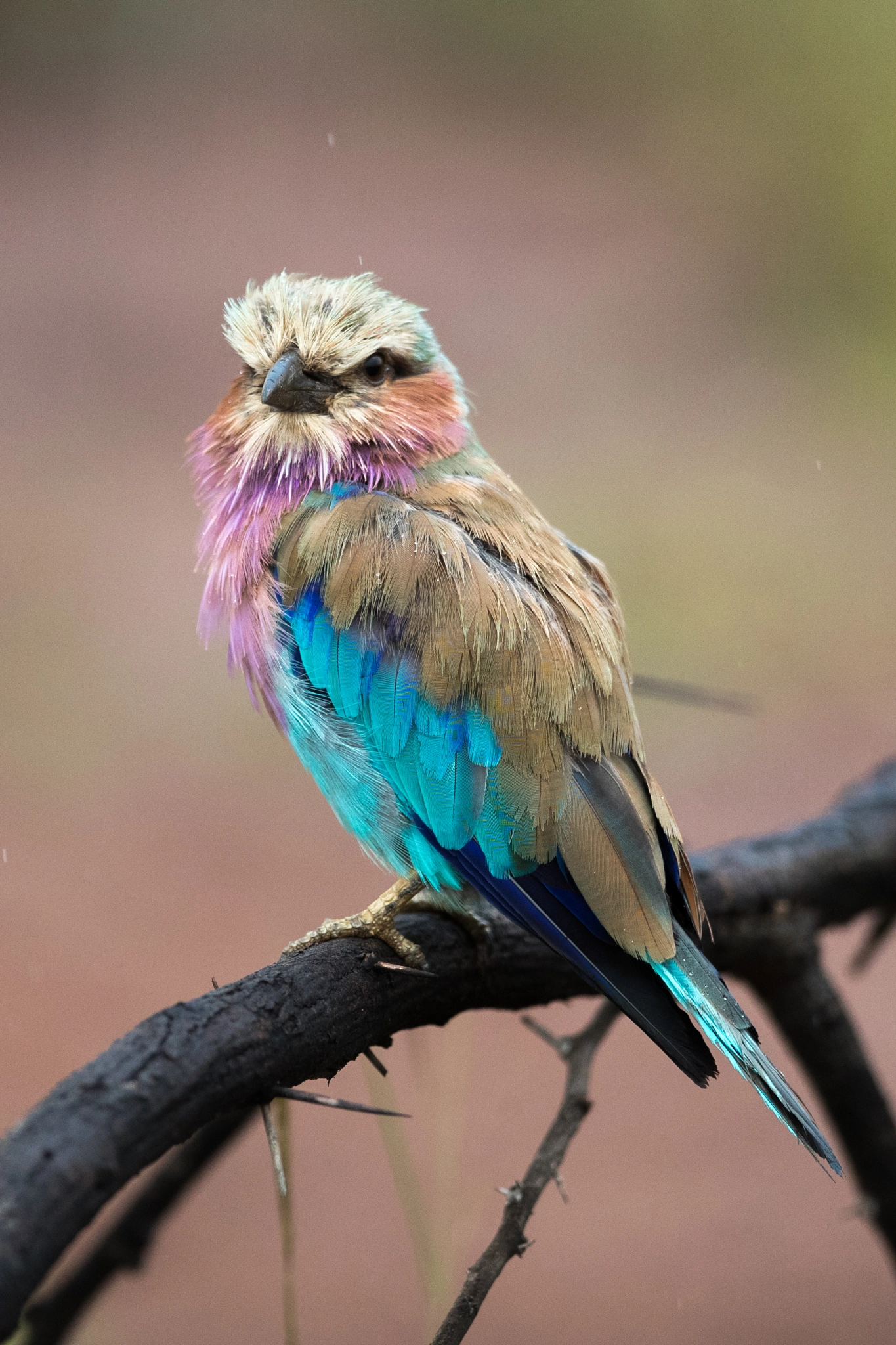 Canon EOS-1D X Mark II sample photo. Lilac-breasted roller photography