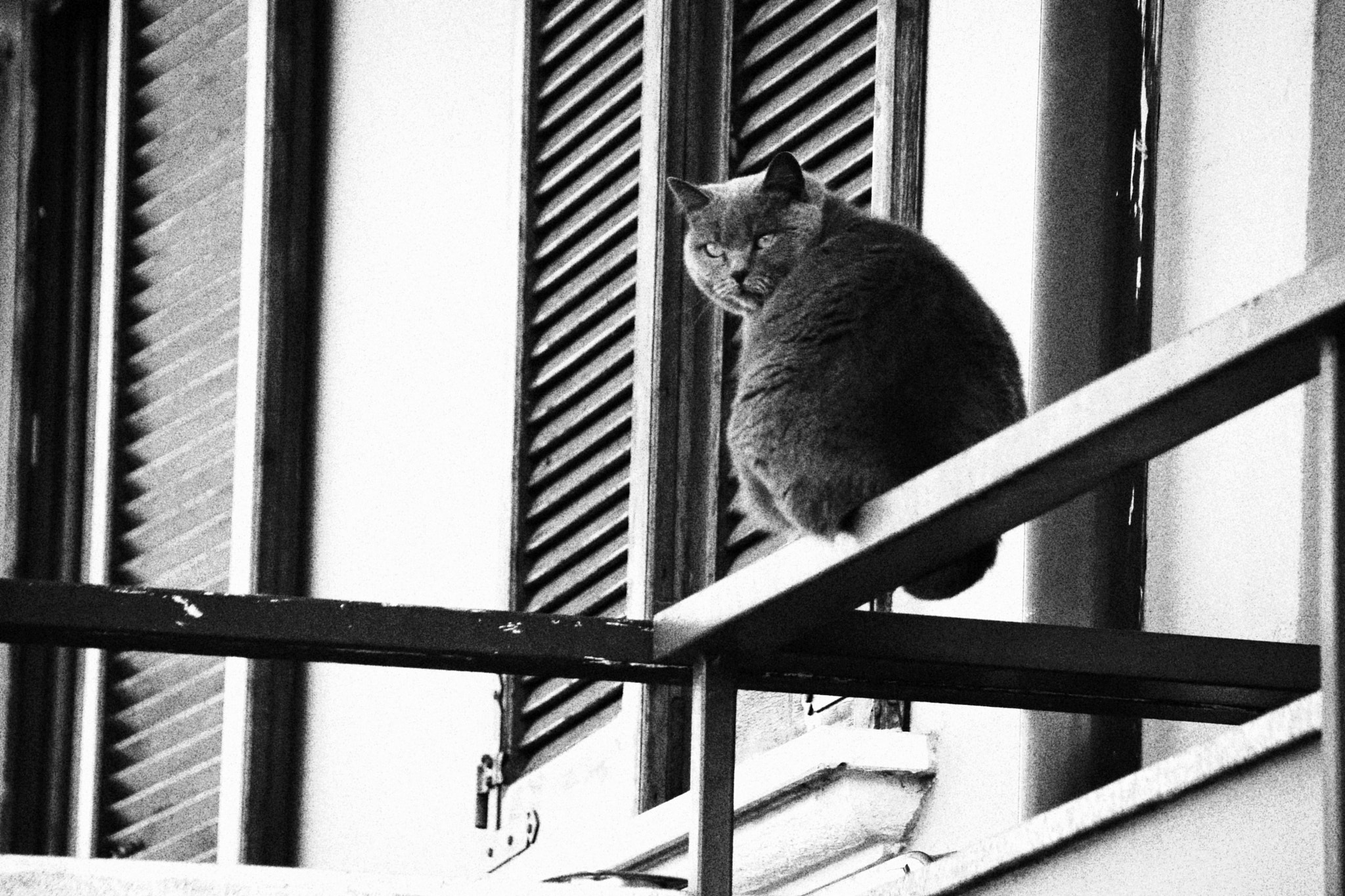 Sigma 18-250mm F3.5-6.3 DC OS HSM sample photo. An immortal animal photography