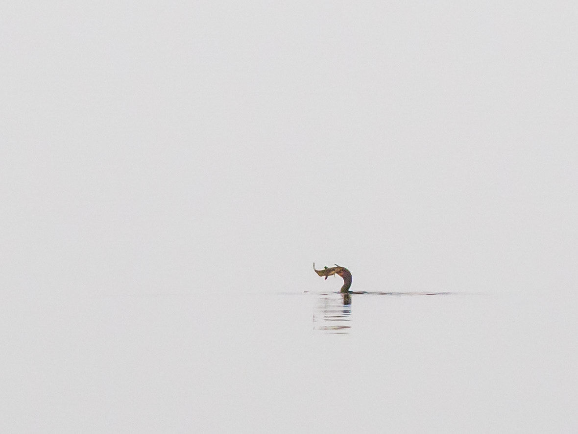 Olympus OM-D E-M5 II + Panasonic Lumix G X Vario 35-100mm F2.8 OIS sample photo. Fishing in the fog photography