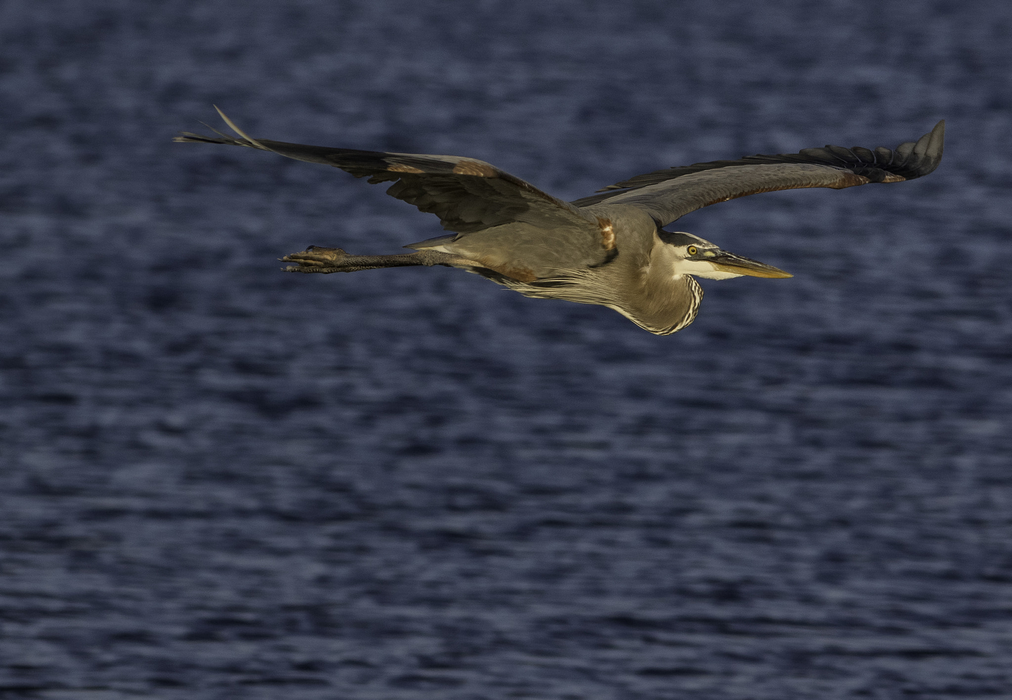 Canon EOS 7D Mark II + Canon EF 300mm F4L IS USM sample photo. Great blue heron flight photography