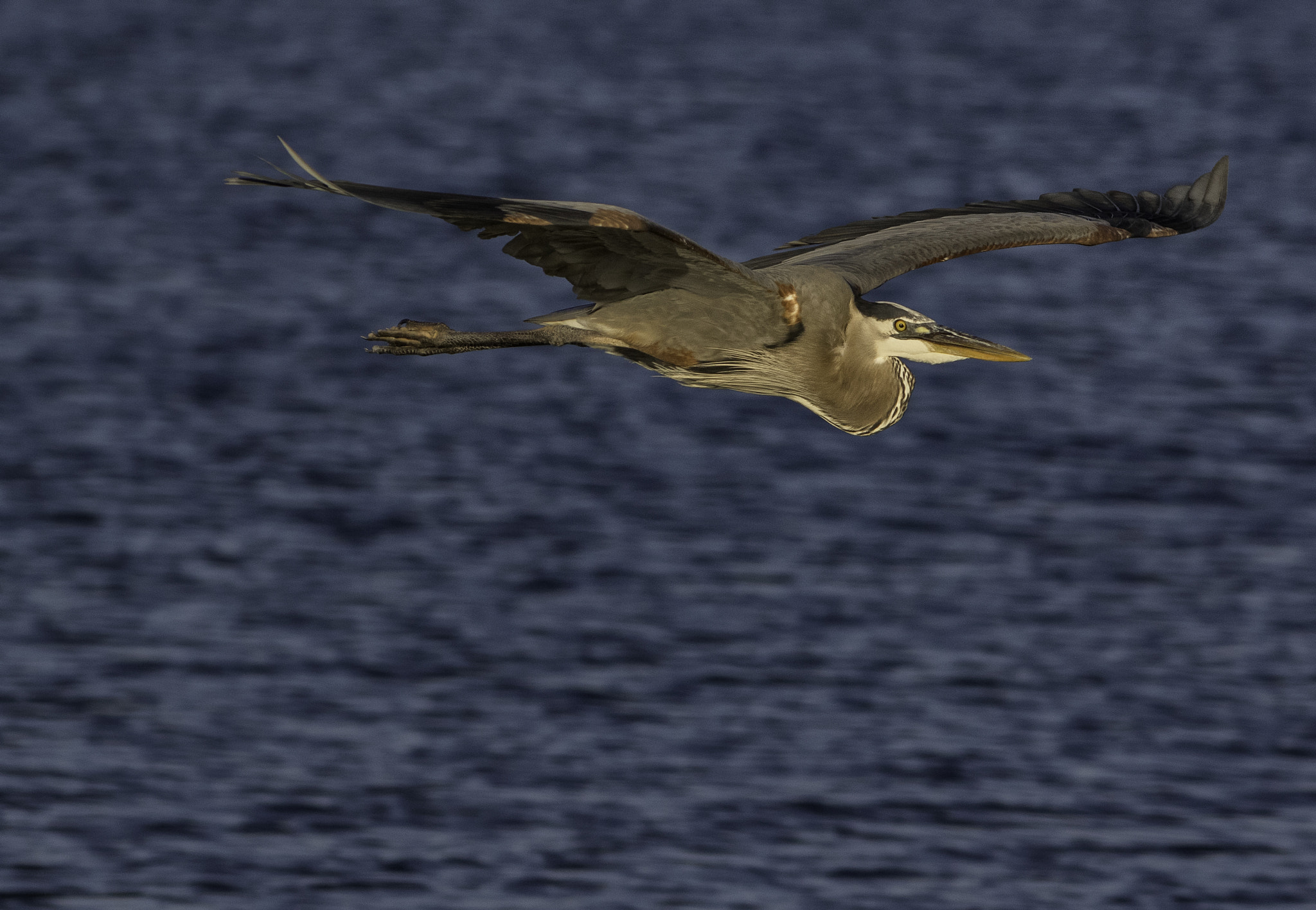 Canon EF 300mm F4L IS USM sample photo. Great blue heron flight photography