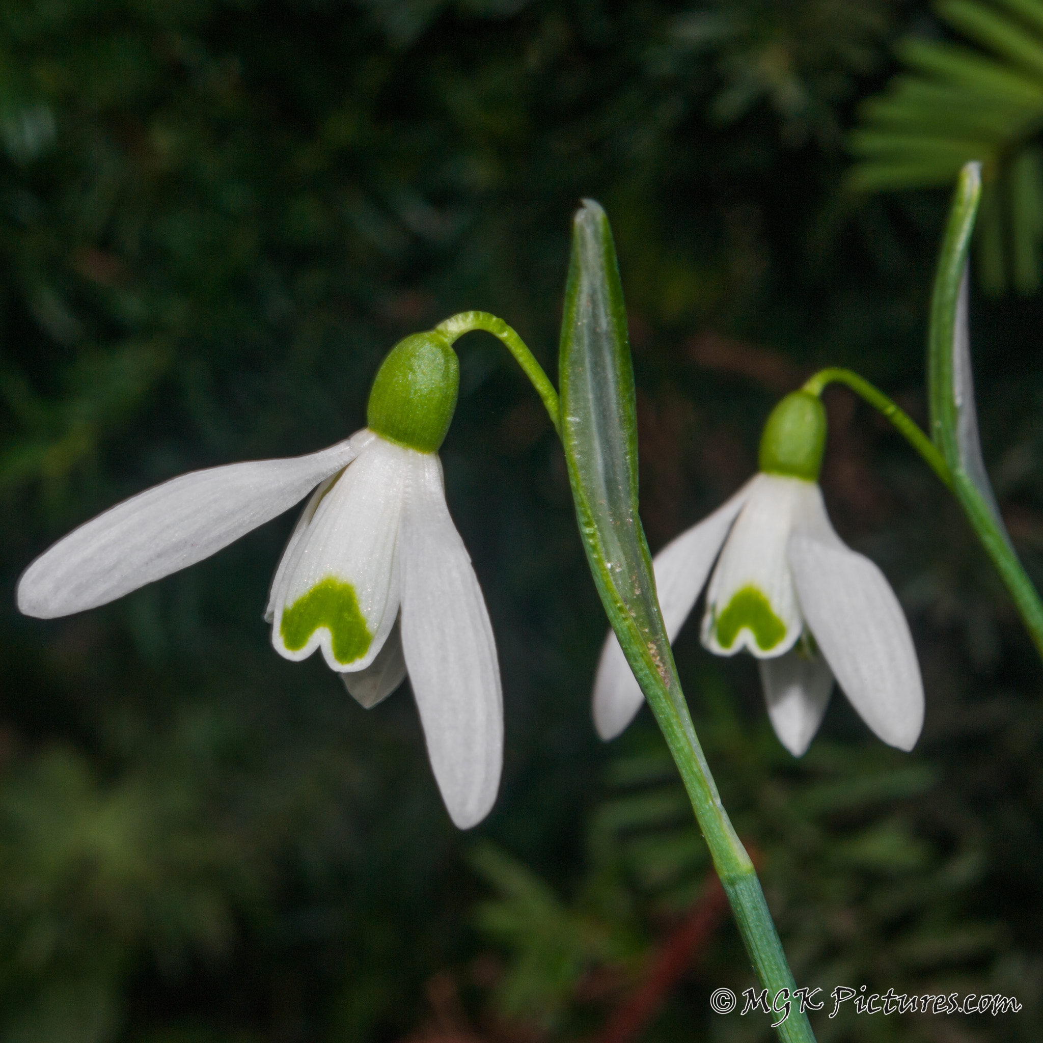 Pentax smc DA 18-55mm F3.5-5.6 AL WR sample photo. Galanthus twins photography