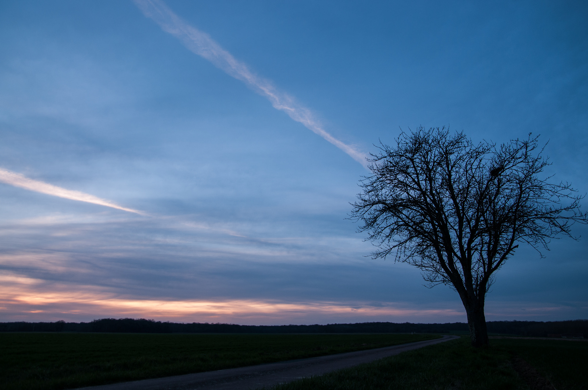 Nikon D300 sample photo. A tree under sunset photography