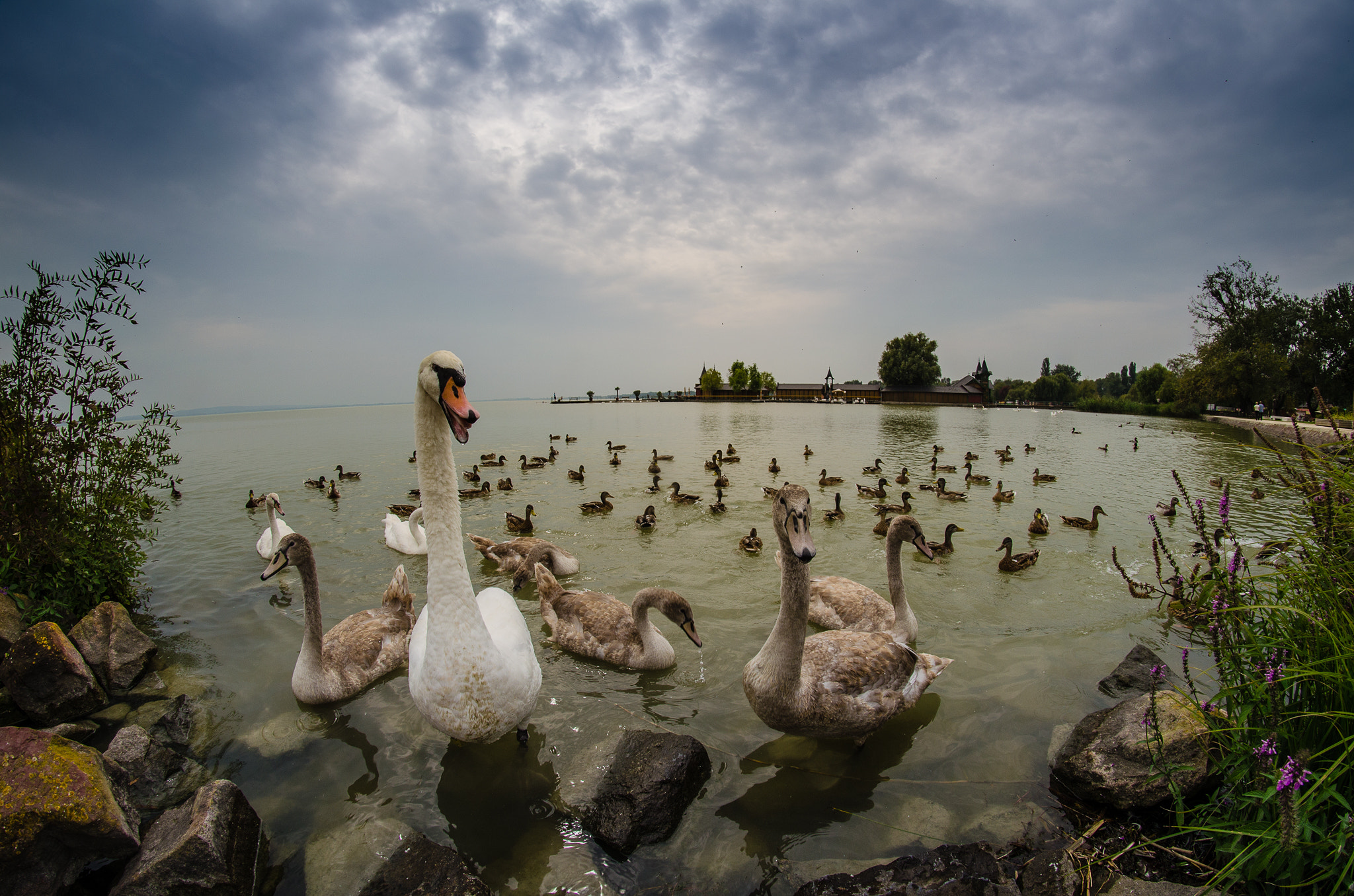 Samyang 8mm F3.5 Aspherical IF MC Fisheye sample photo. Angry birds photography