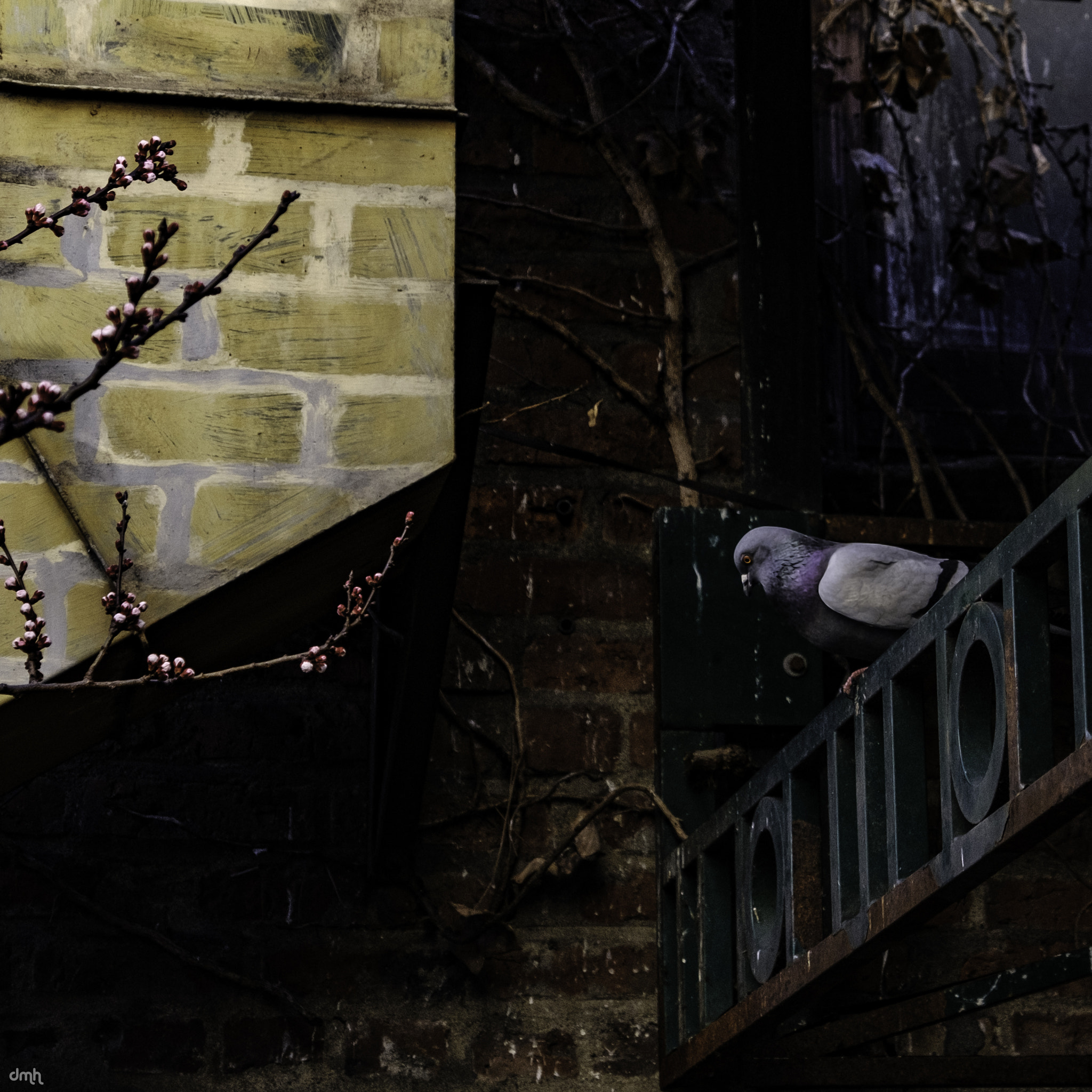 Fujifilm X-T2 + Fujifilm XF 18-135mm F3.5-5.6 R LM OIS WR sample photo. Pigeon window photography
