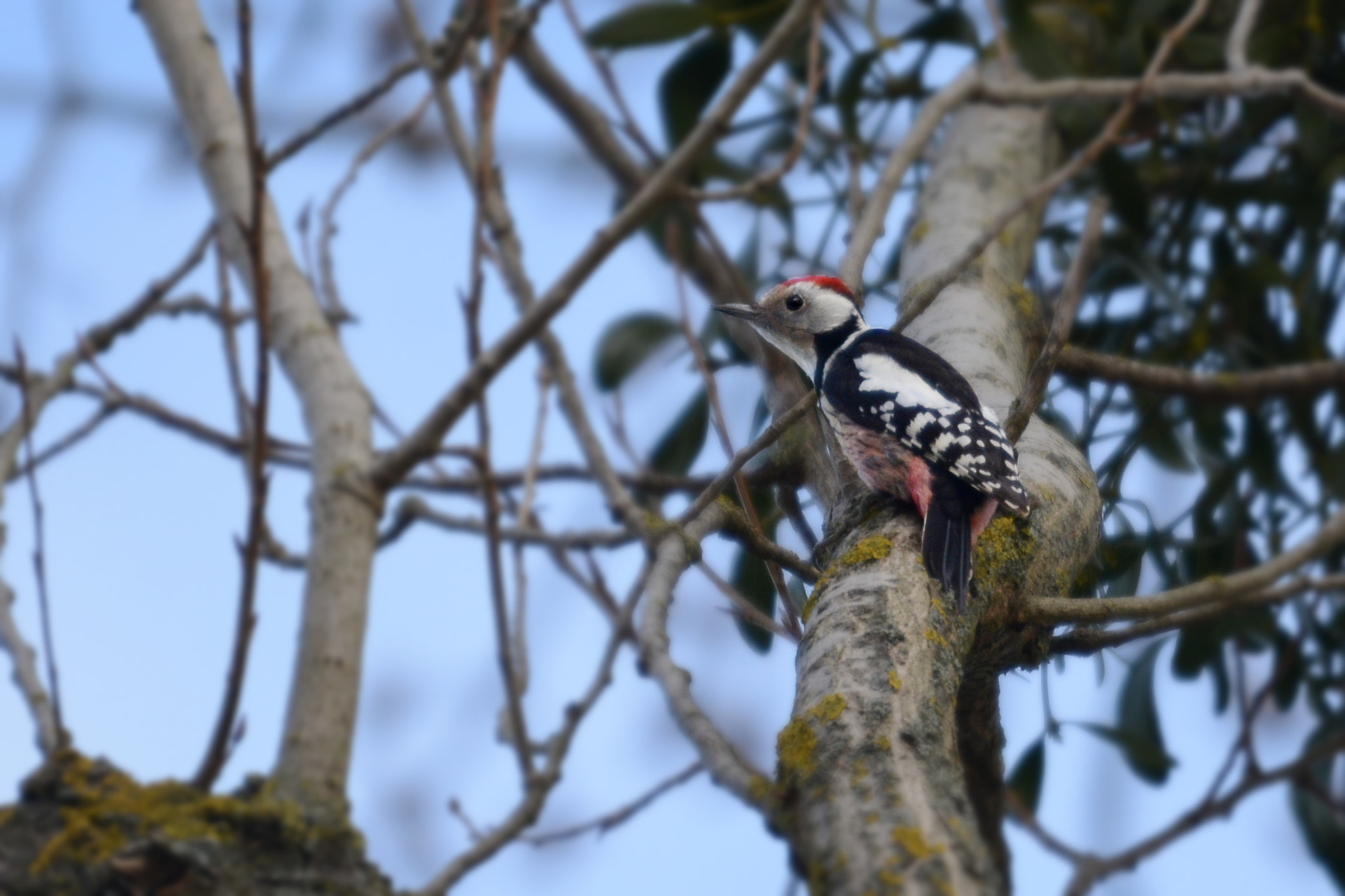 Nikon D7100 + Sigma 120-400mm F4.5-5.6 DG OS HSM sample photo. Middle spotted woodpecker photography