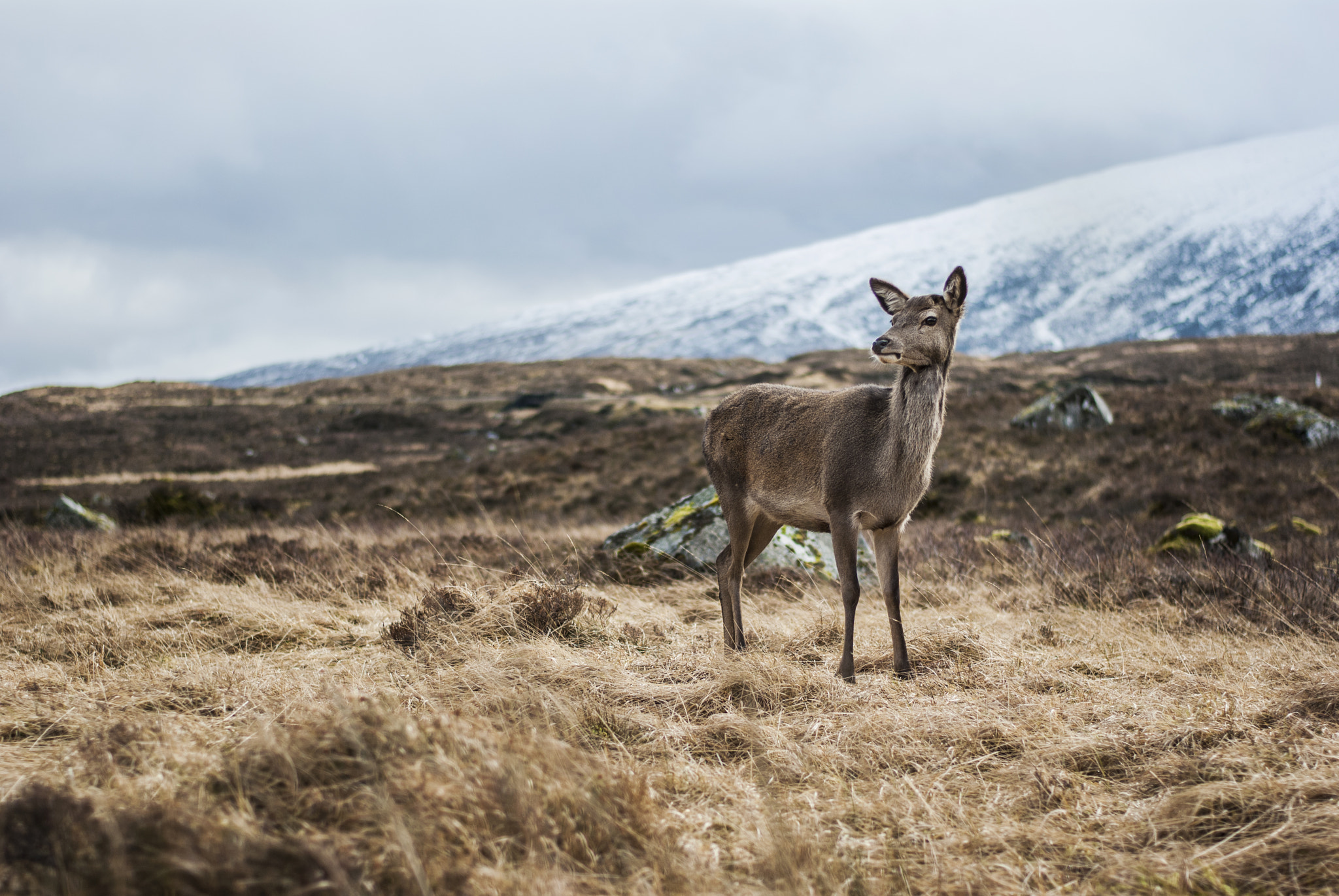 Nikon D3000 + Nikon AF-S Nikkor 50mm F1.8G sample photo. Beuaty of glencoe photography