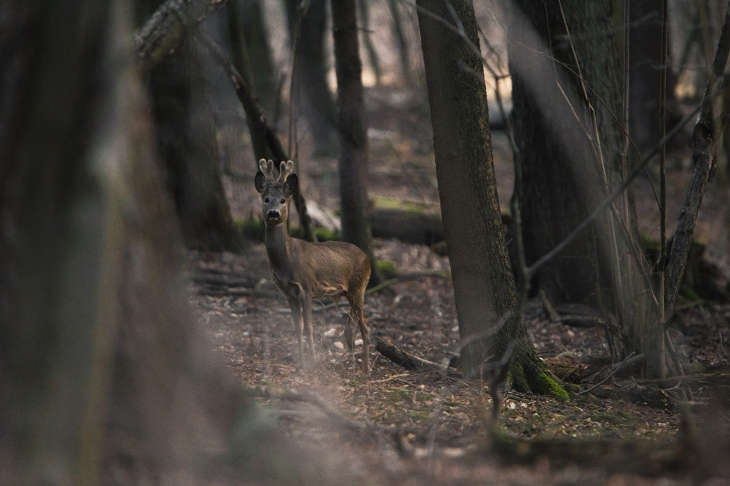 Tamron SP 150-600mm F5-6.3 Di VC USD sample photo. Capreolus capreolus photography
