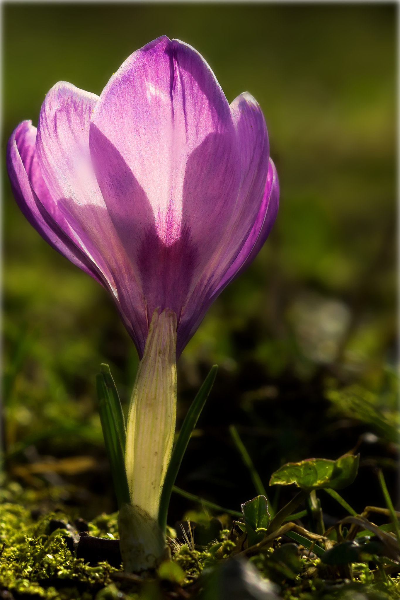 Sony SLT-A77 + Sigma 30mm F1.4 EX DC HSM sample photo. Purple crocus 2017 photography