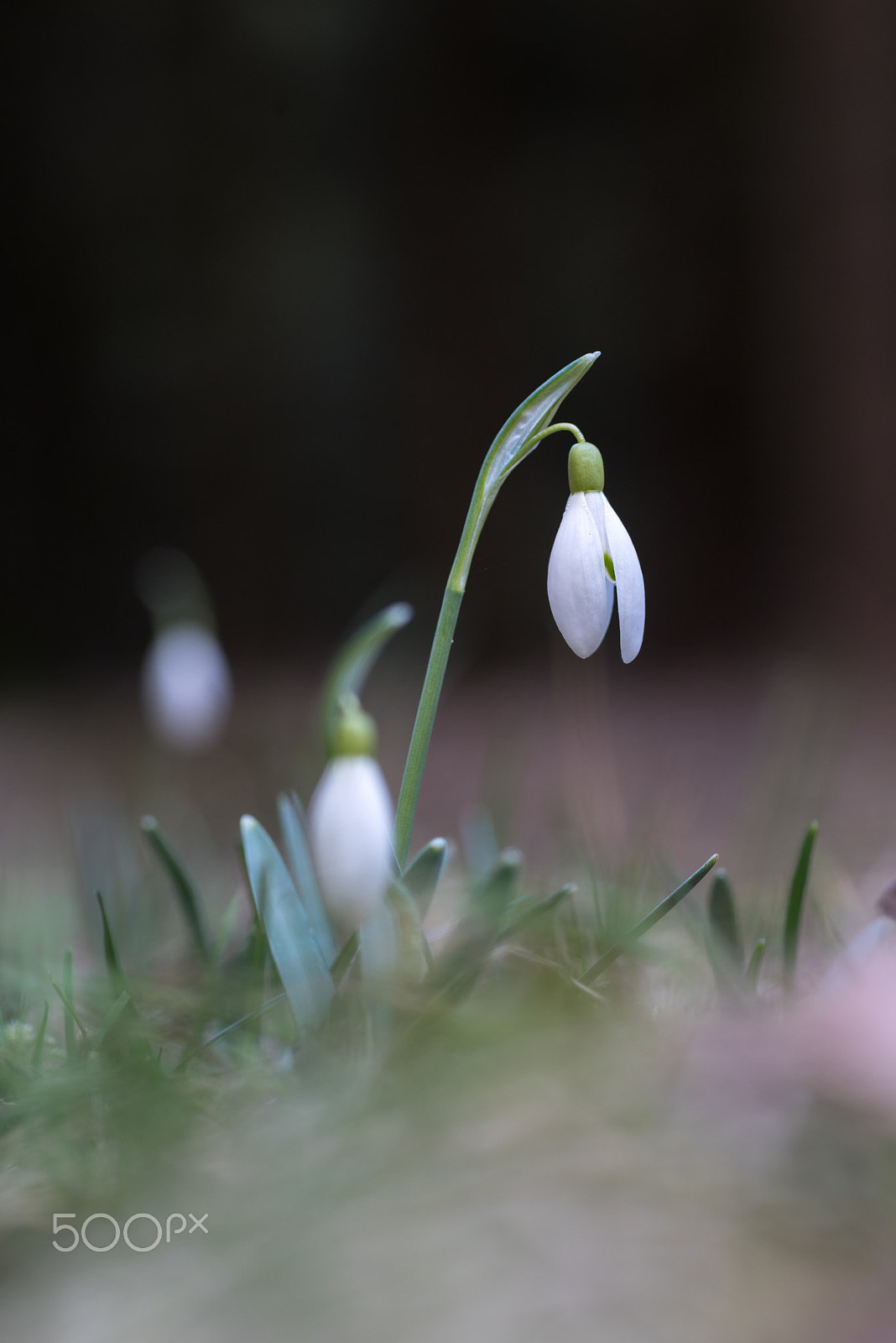 Pentax K-1 + Pentax smc D-FA 100mm F2.8 Macro WR sample photo