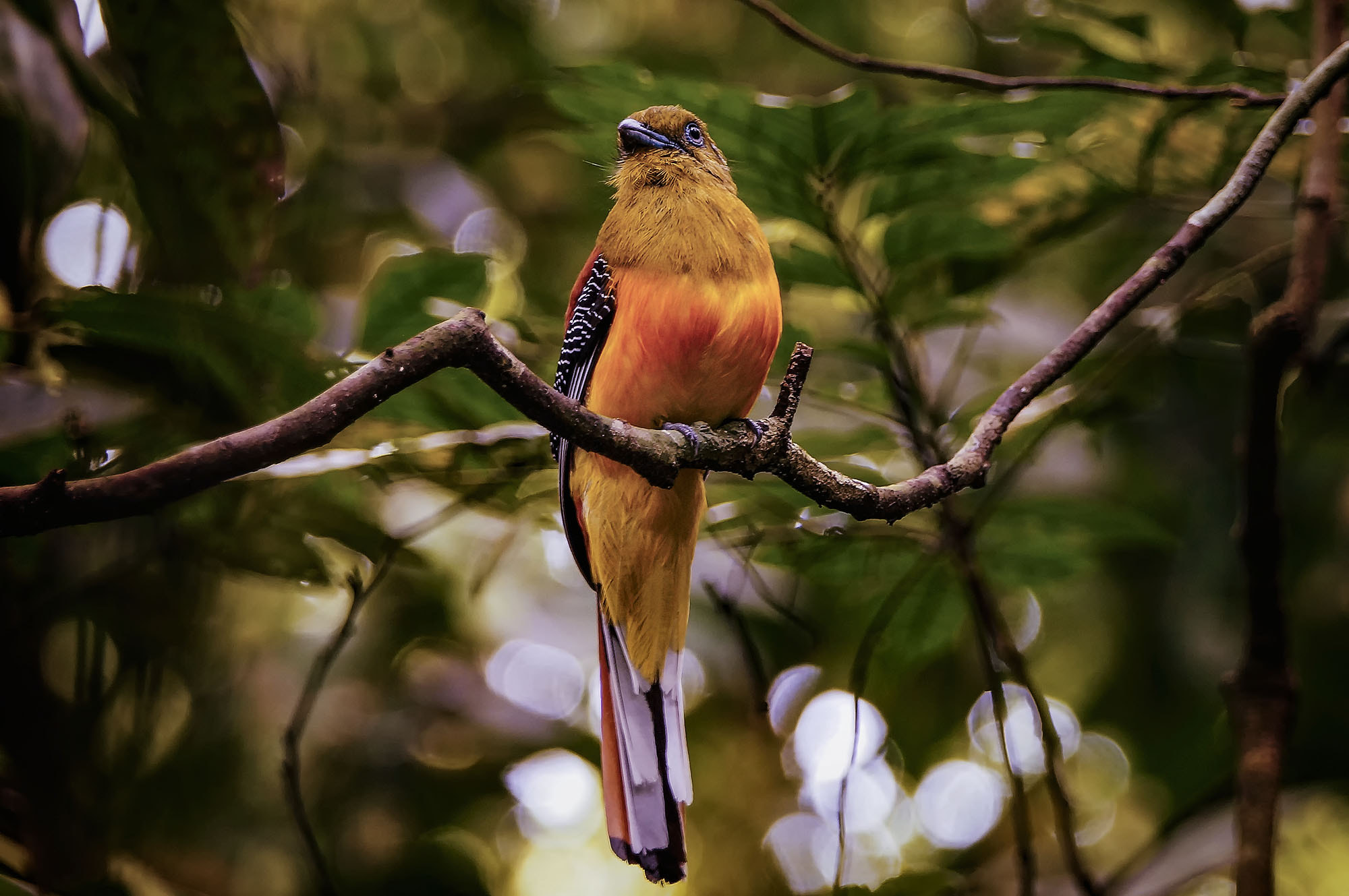 Sony 70-400mm F4-5.6 G SSM sample photo. Orange-breasted trogon (male) photography