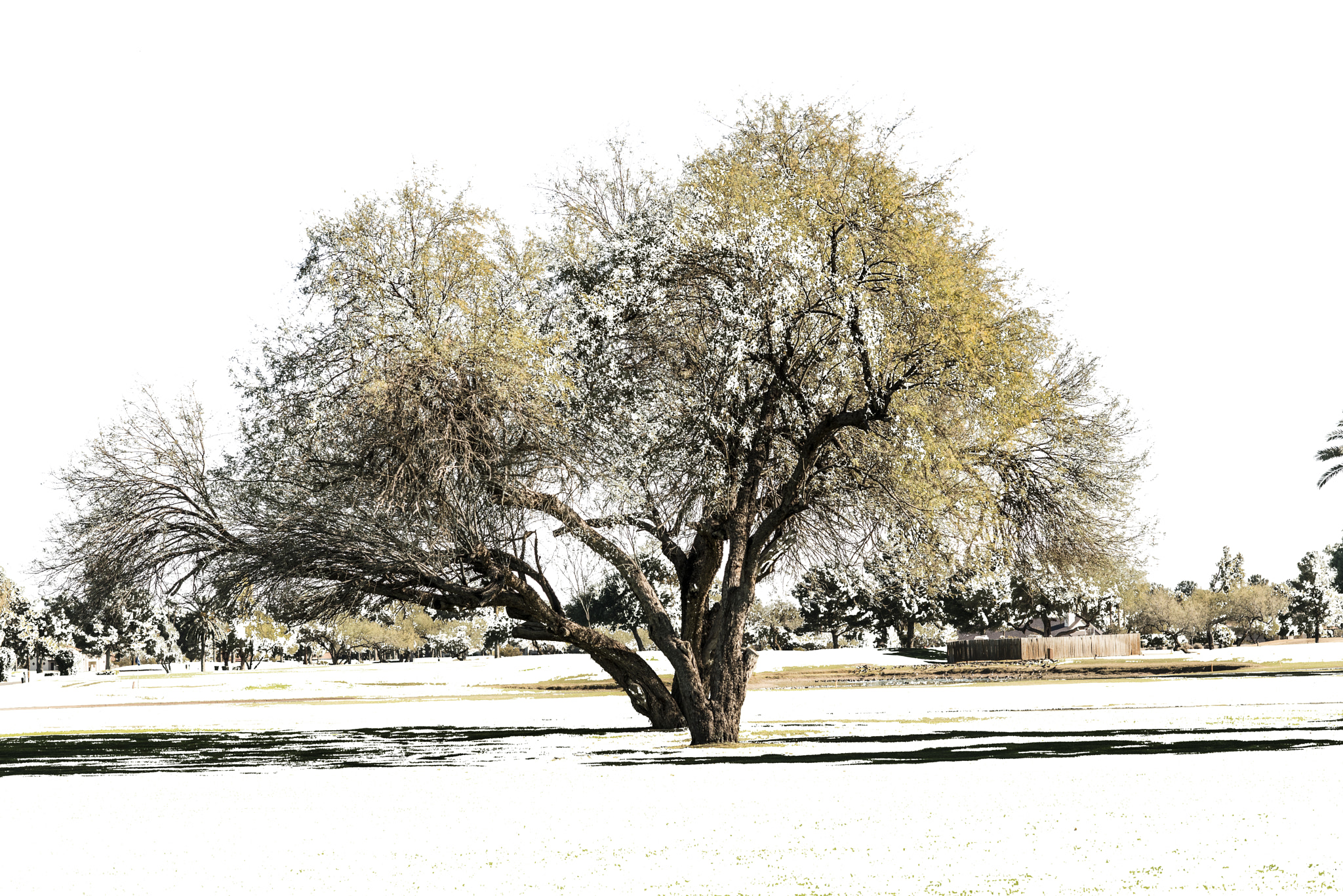 Nikon D800 sample photo. Tree photography