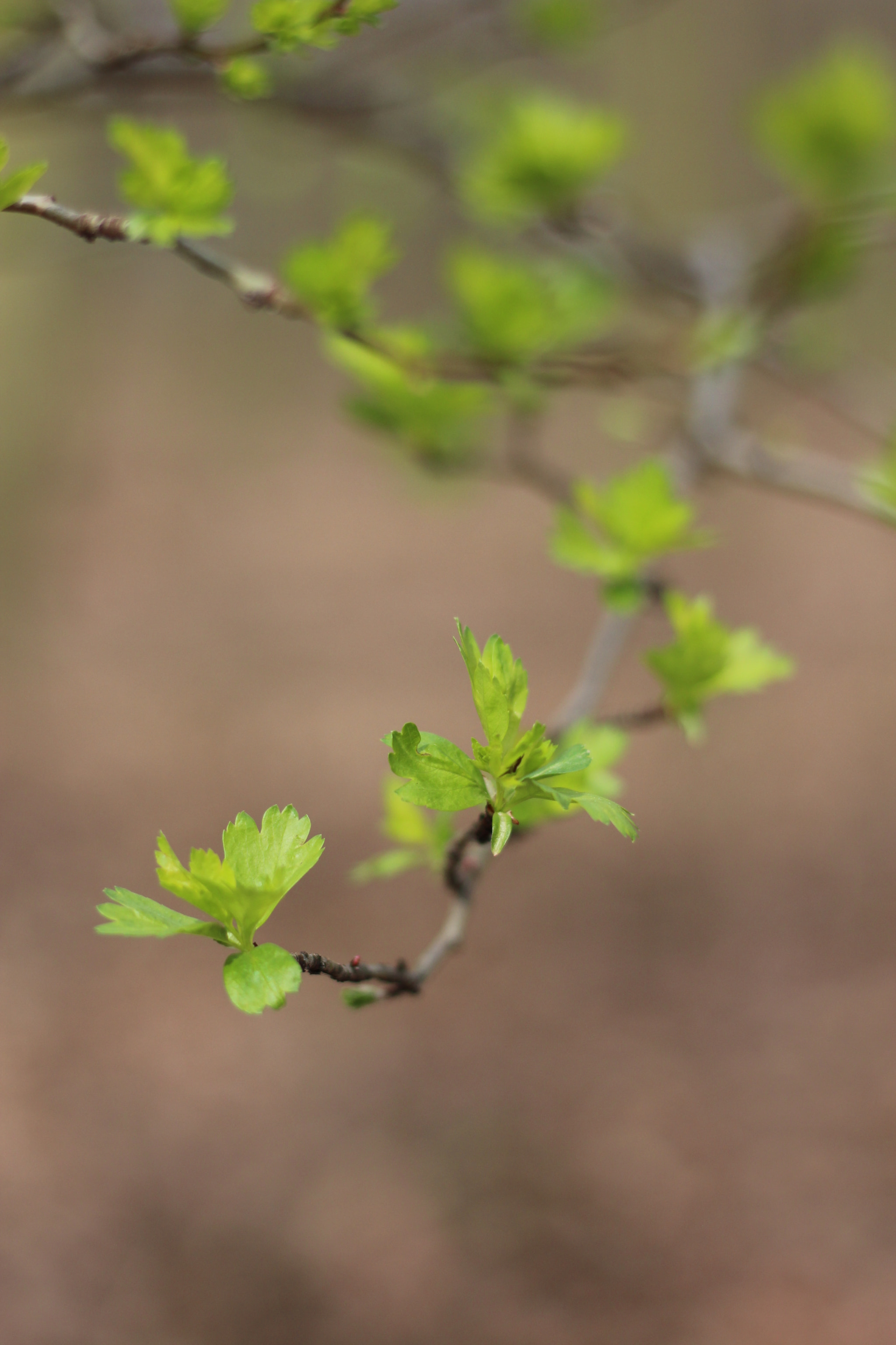 Canon EOS 650D (EOS Rebel T4i / EOS Kiss X6i) + Canon EF 50mm F1.8 STM sample photo. Signs of spring photography