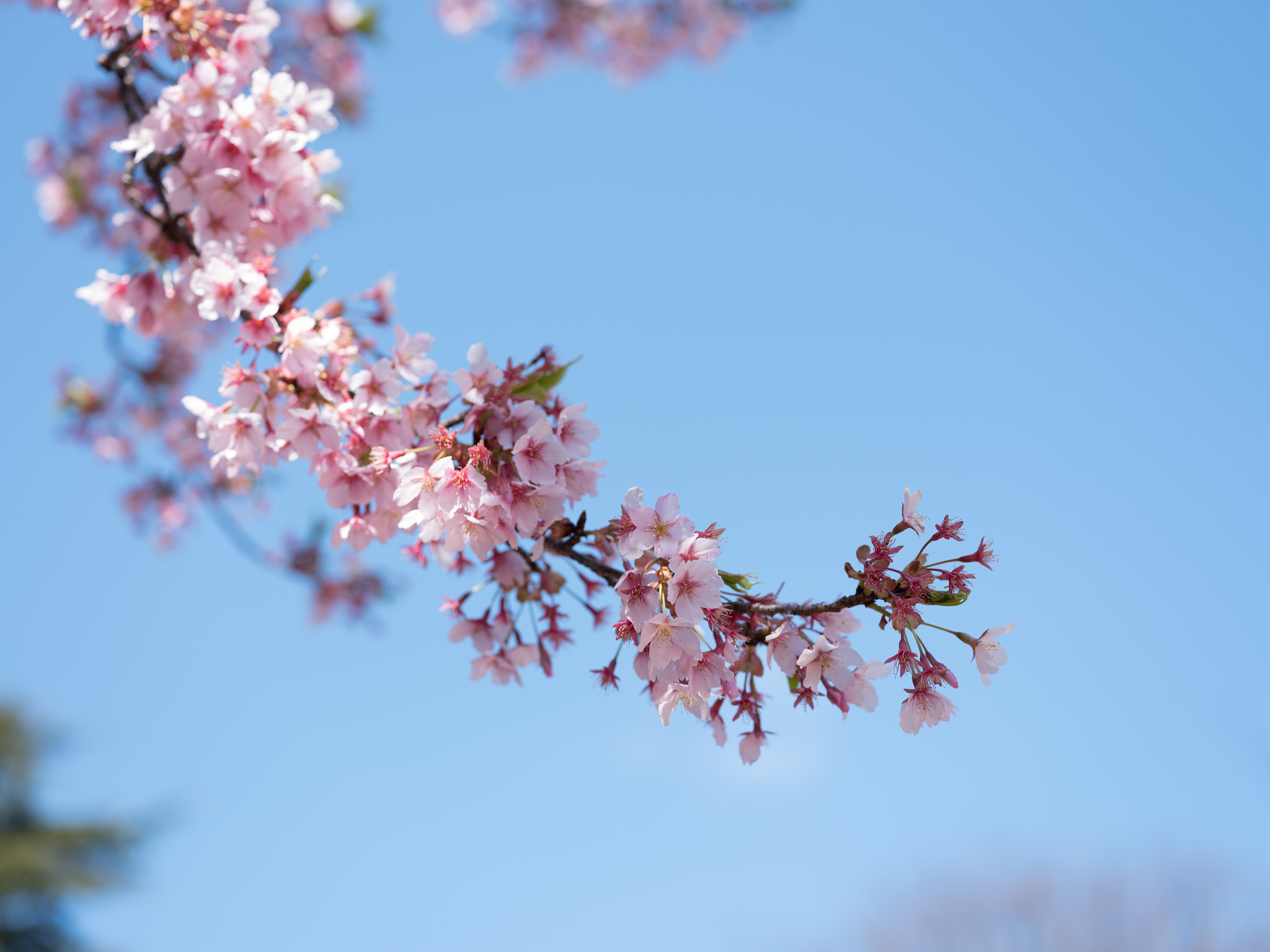 Fujifilm GFX 50S + Fujifilm GF 63mm F2.8 R WR sample photo. Cherryblossoms photography