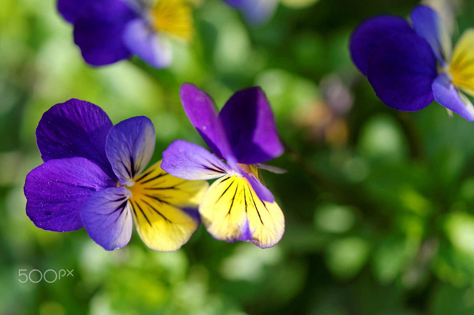 Nikon AF-S Micro-Nikkor 105mm F2.8G IF-ED VR sample photo. New spring photography