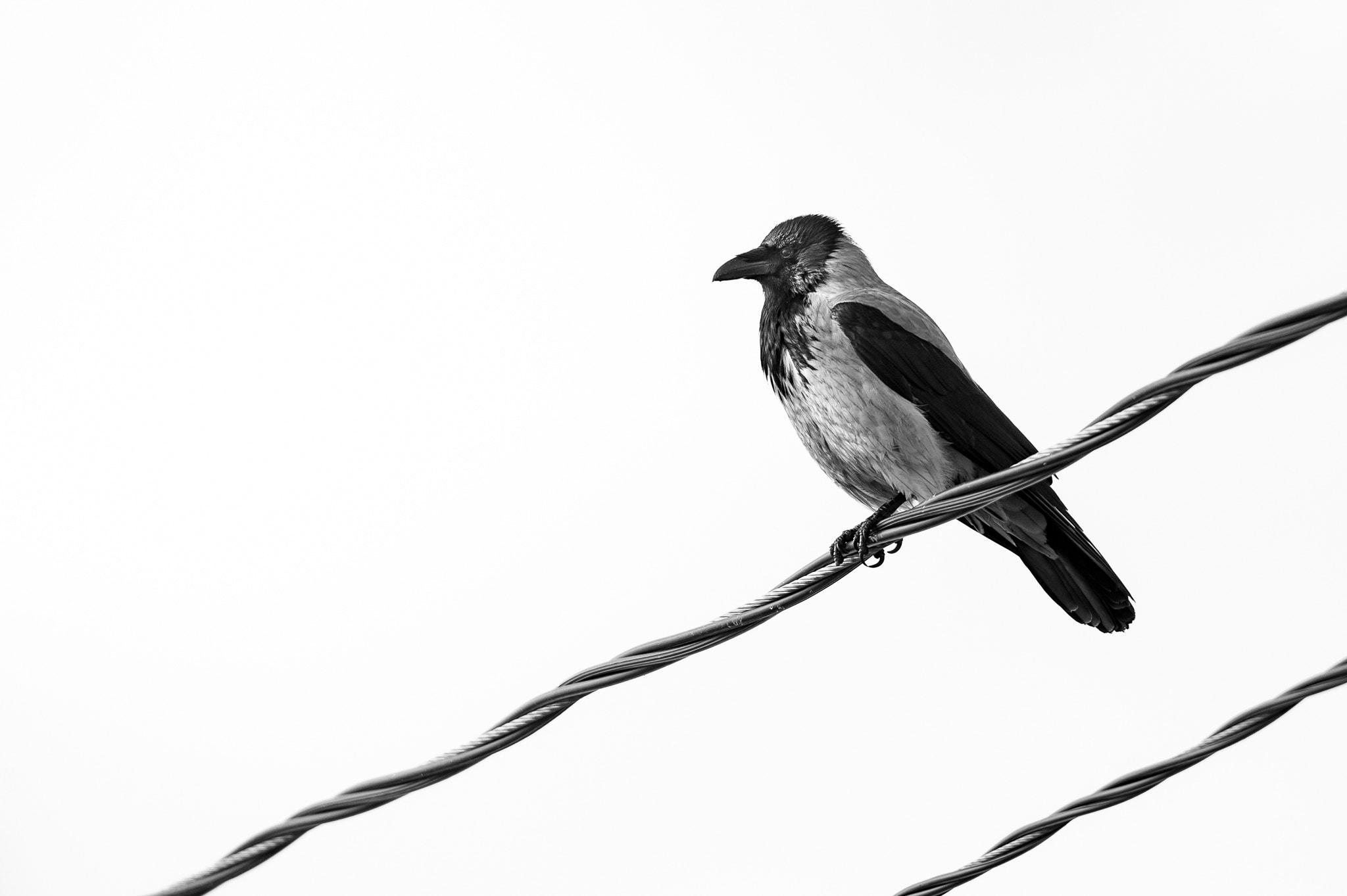 Nikon D4S + Nikon AF-S Nikkor 500mm F4G ED VR sample photo. Hooded crow photography