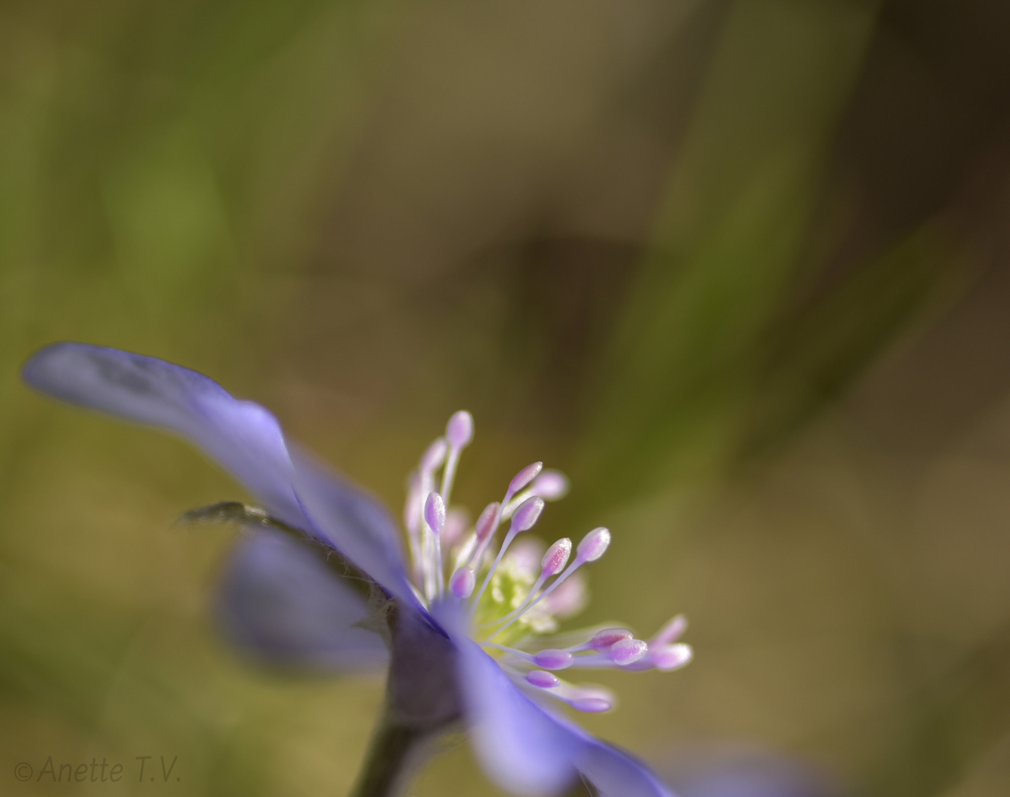 Nikon AF-S Micro-Nikkor 105mm F2.8G IF-ED VR sample photo. Springtime .. photography