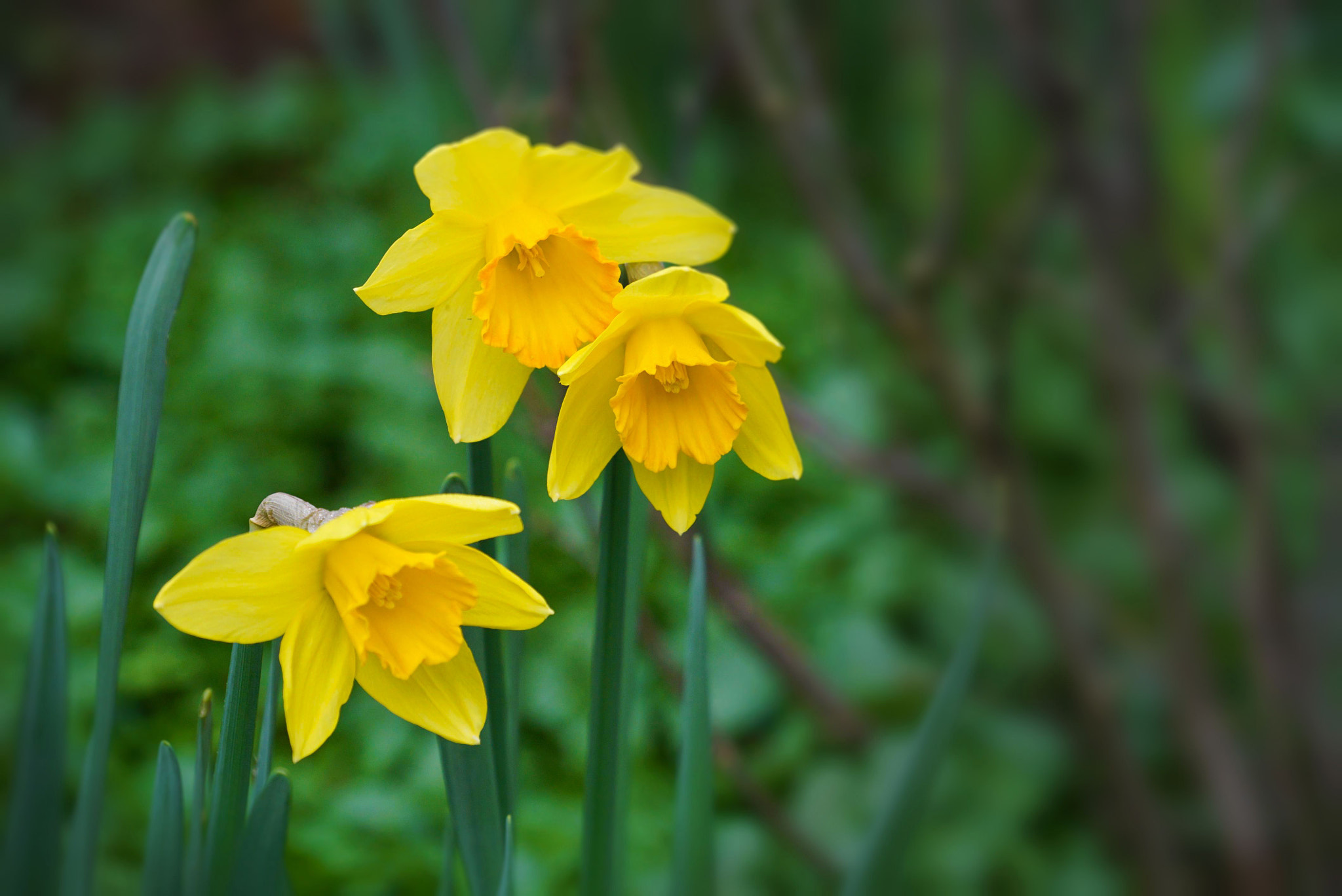 Sony E 18-200mm F3.5-6.3 OSS sample photo. Spring is on its way photography
