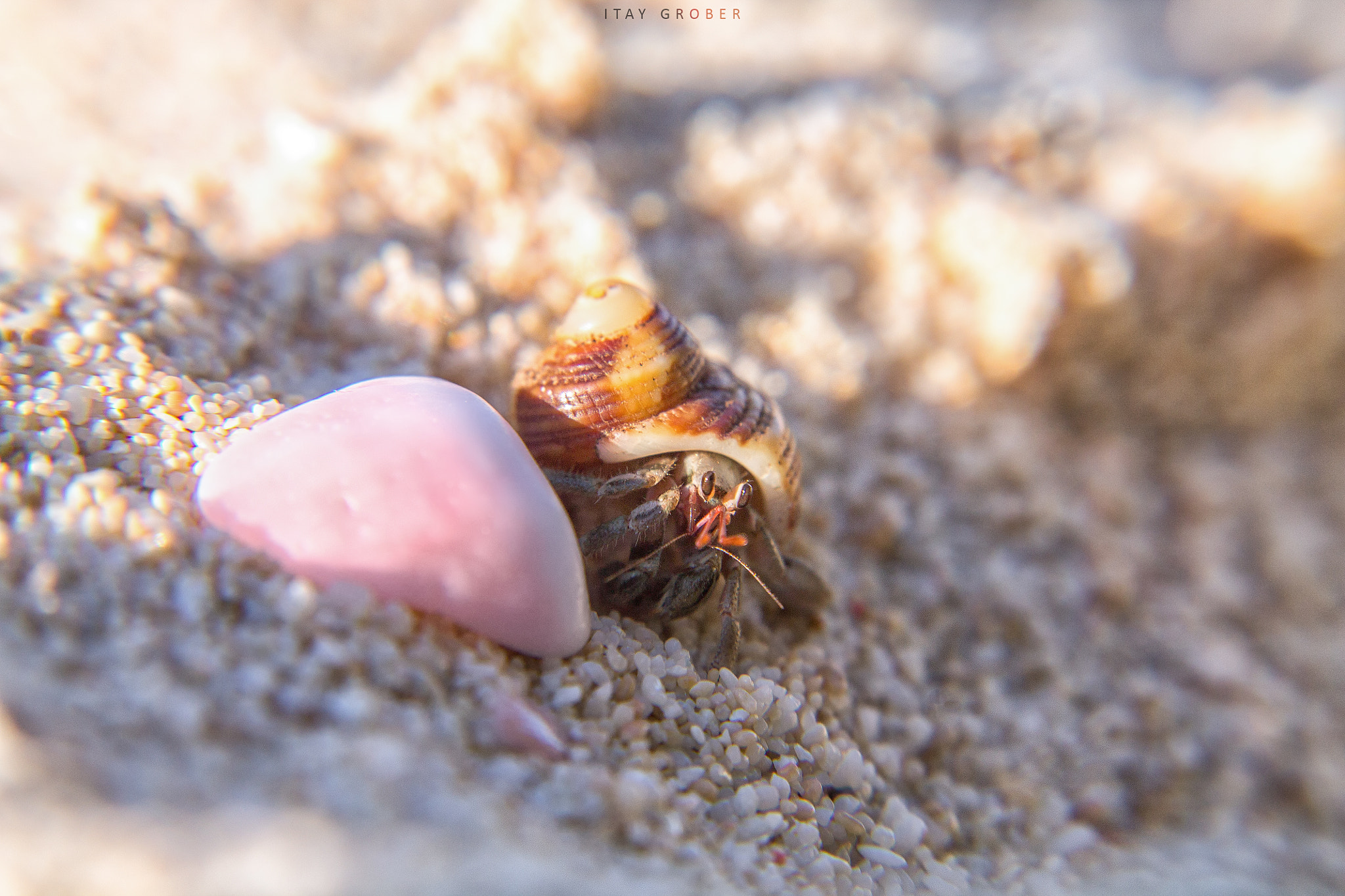 Canon EF-S 17-55mm F2.8 IS USM sample photo. Mr. crab #2 photography