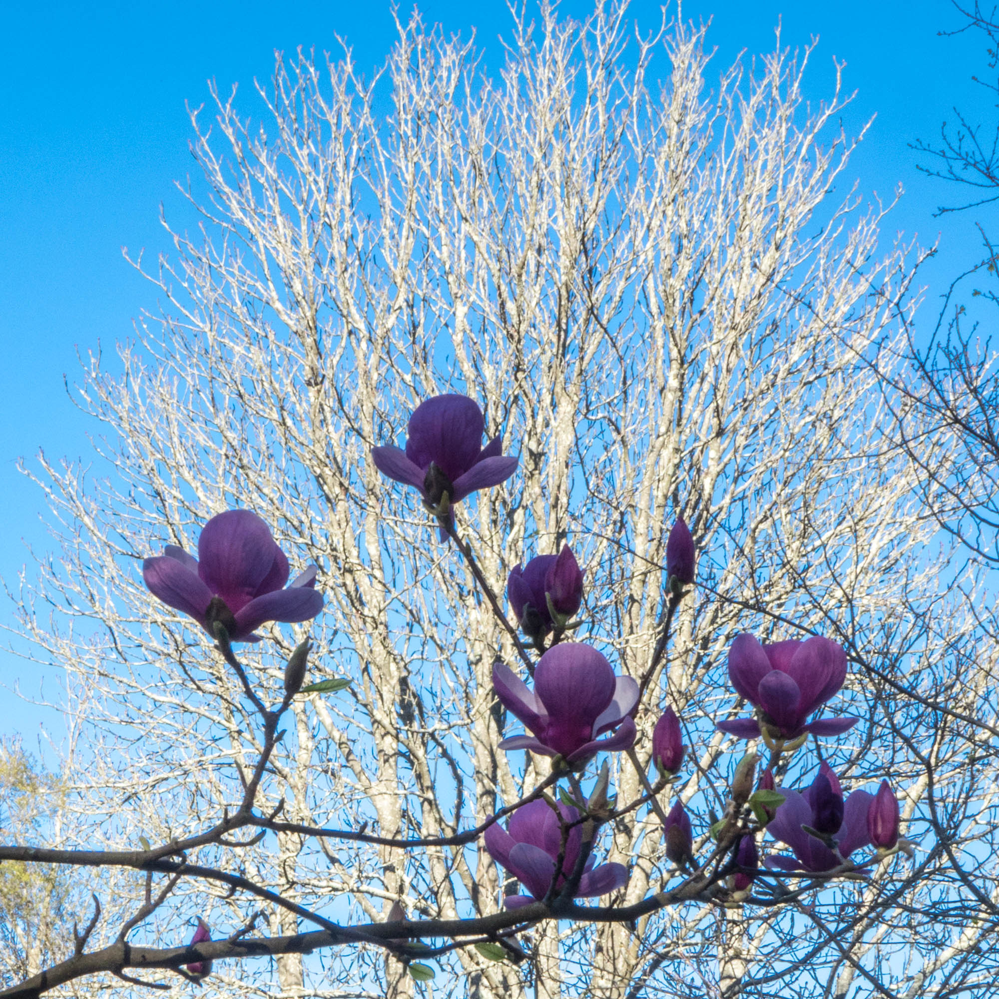 Sony Cyber-shot DSC-RX10 + 24-200mm F2.8 sample photo. Winter trees (14) photography