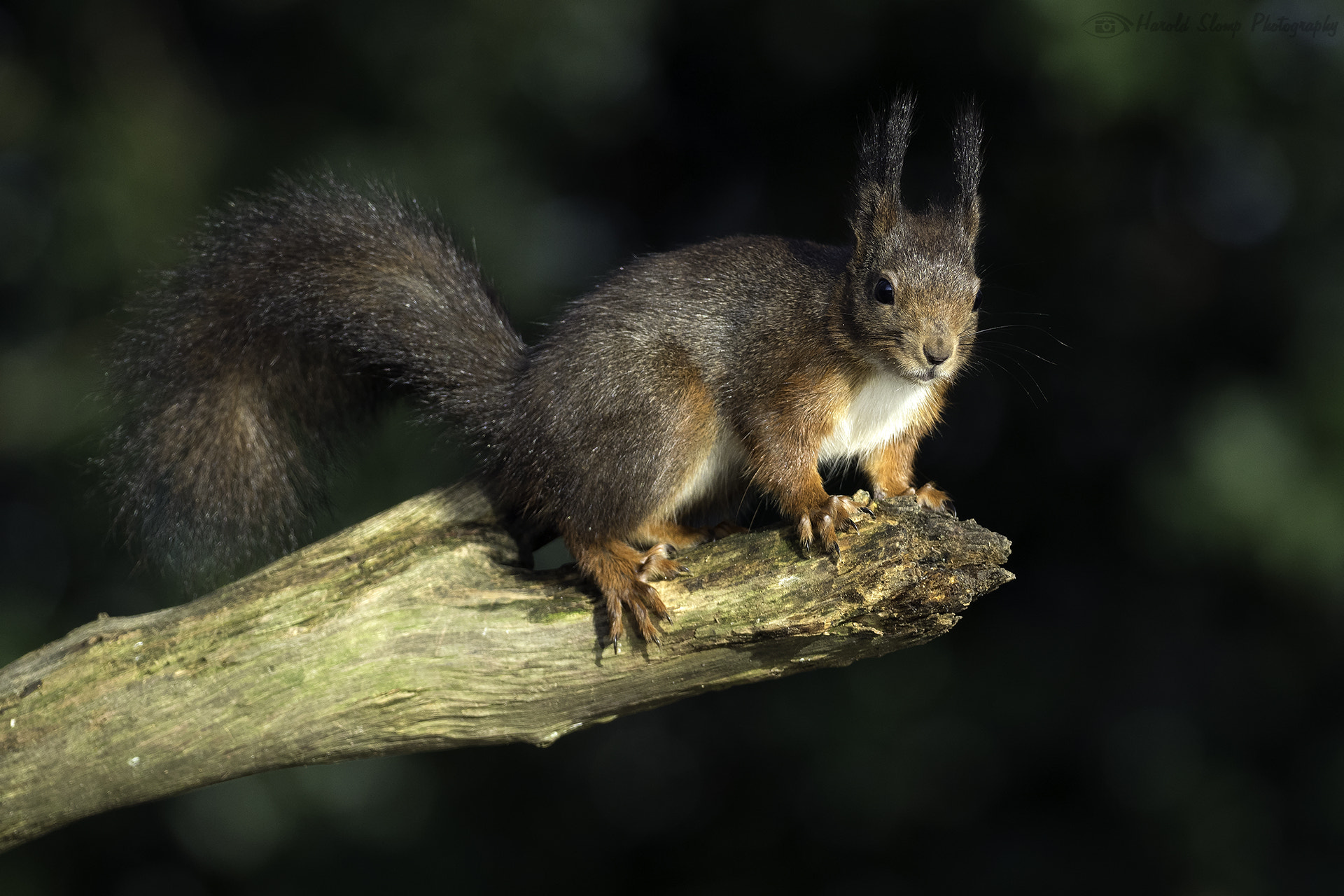 Olympus OM-D E-M1 Mark II + OLYMPUS M.300mm F4.0 sample photo. I'm going to jump... or not  (squirrel) photography