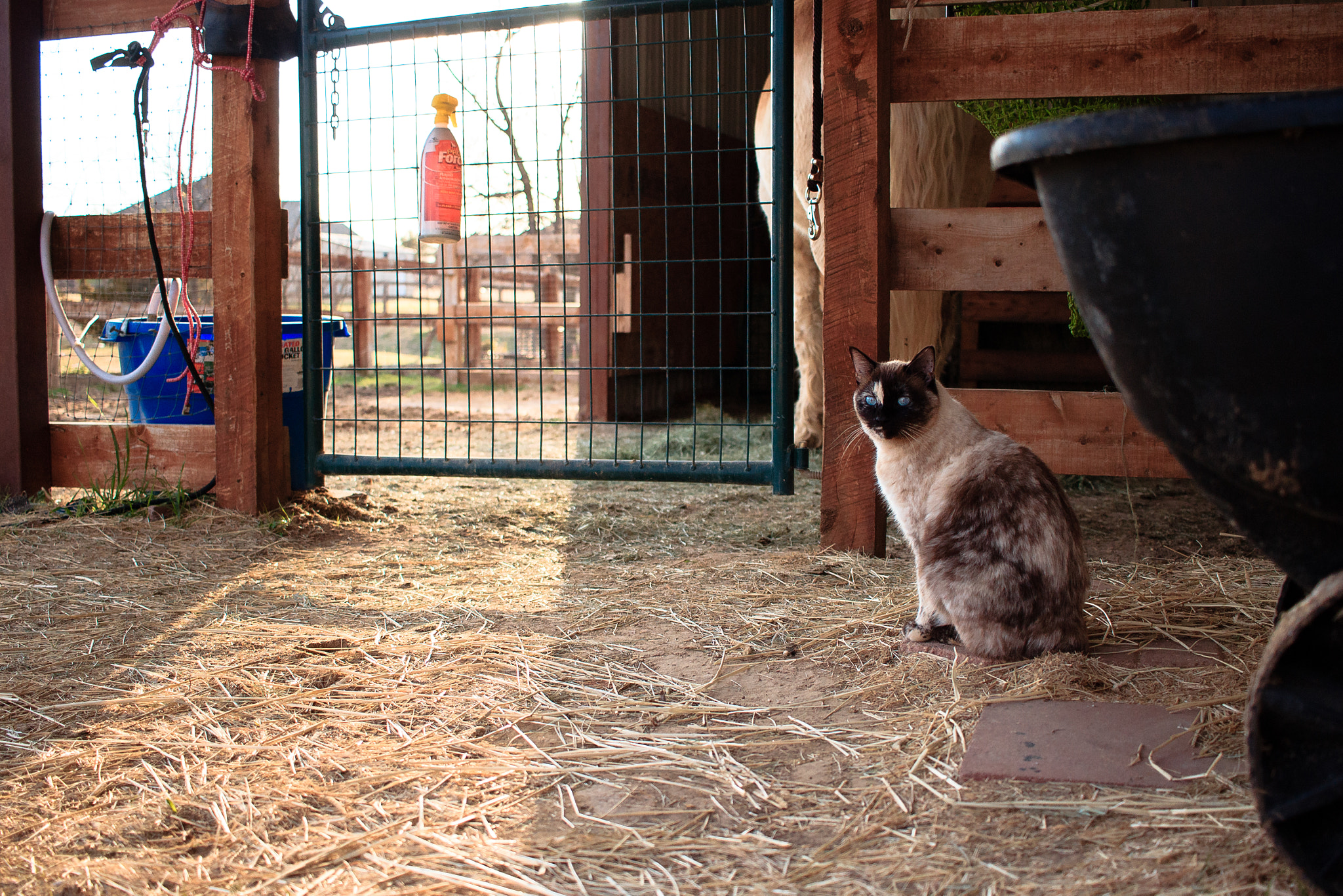 Canon EF-S 24mm F2.8 STM sample photo. Standing vigilant photography