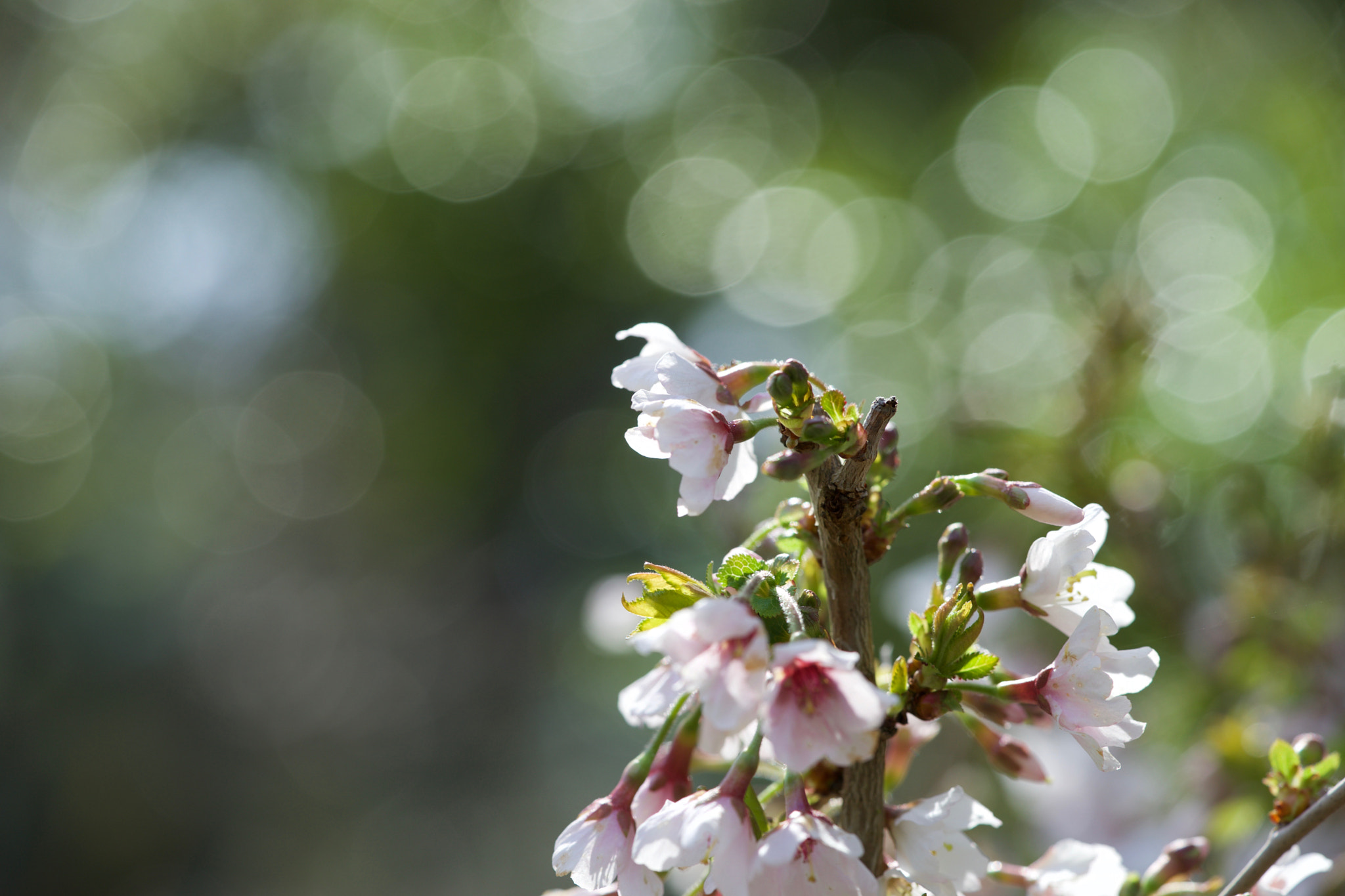 Sony a7 sample photo. New flowers in the garden photography