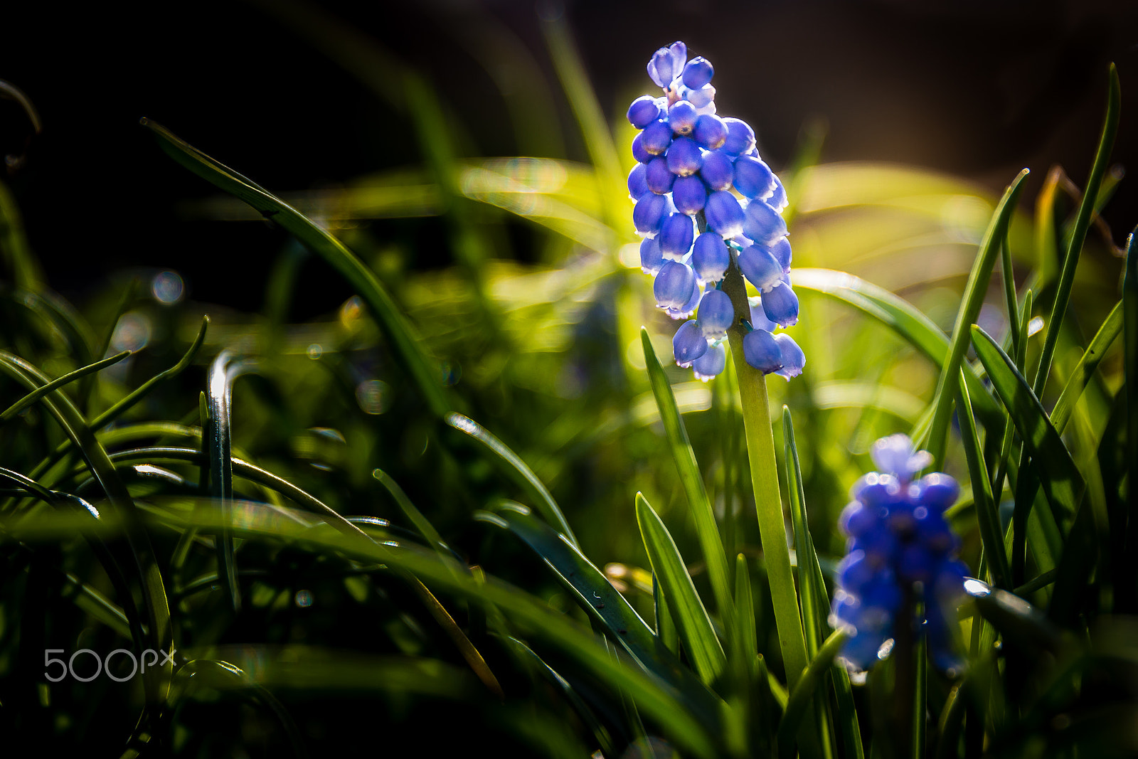 Canon EF 24-70mm F2.8L II USM sample photo. Cherishing the sunlight photography