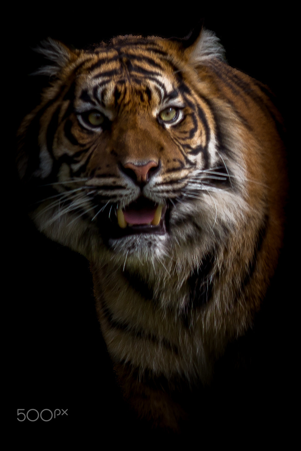 Canon EF 70-300mm F4-5.6 IS USM sample photo. Tiger photography