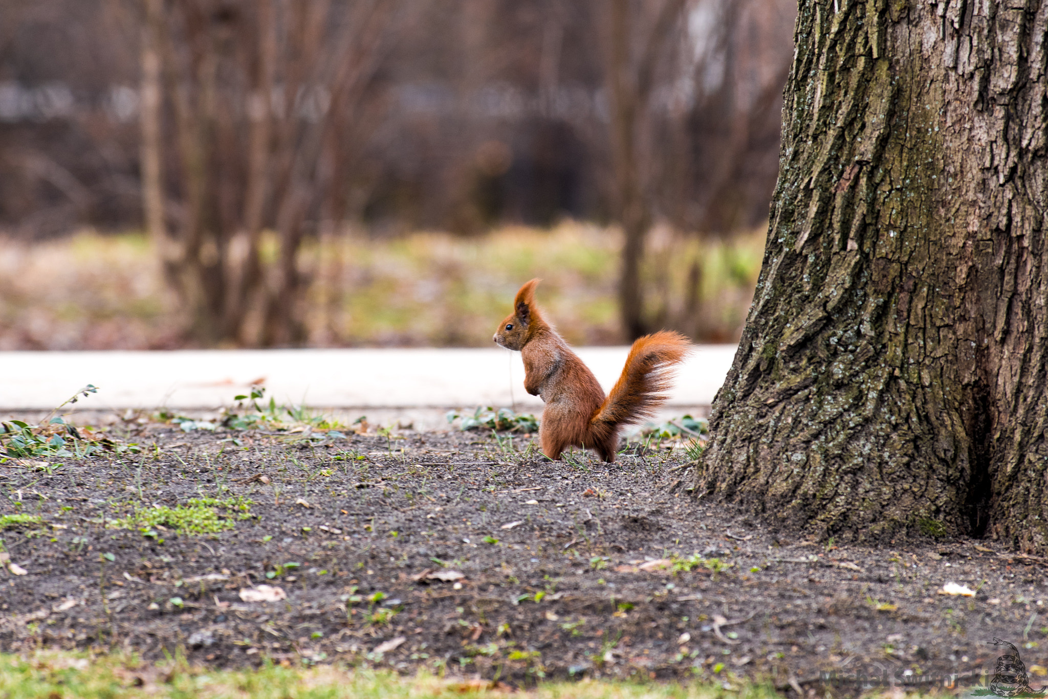 Pentax K-1 sample photo. On the lookout photography