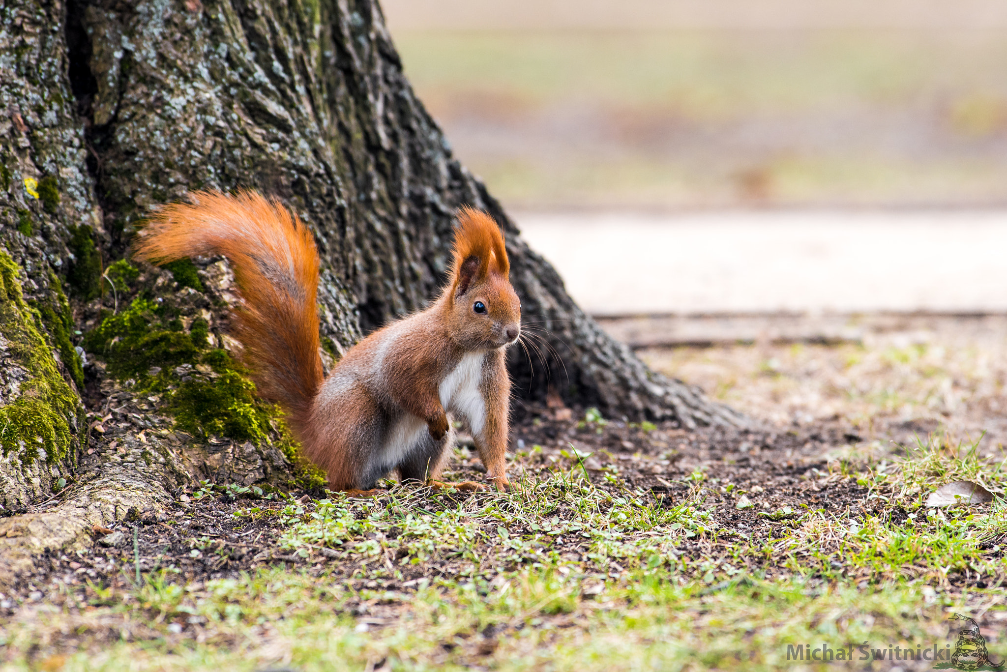 Pentax smc DA* 300mm F4.0 ED (IF) SDM sample photo. I'll rest a bit by the tree photography