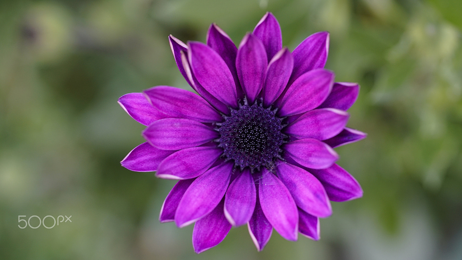 Sony FE 90mm F2.8 Macro G OSS sample photo. She's got my heart photography
