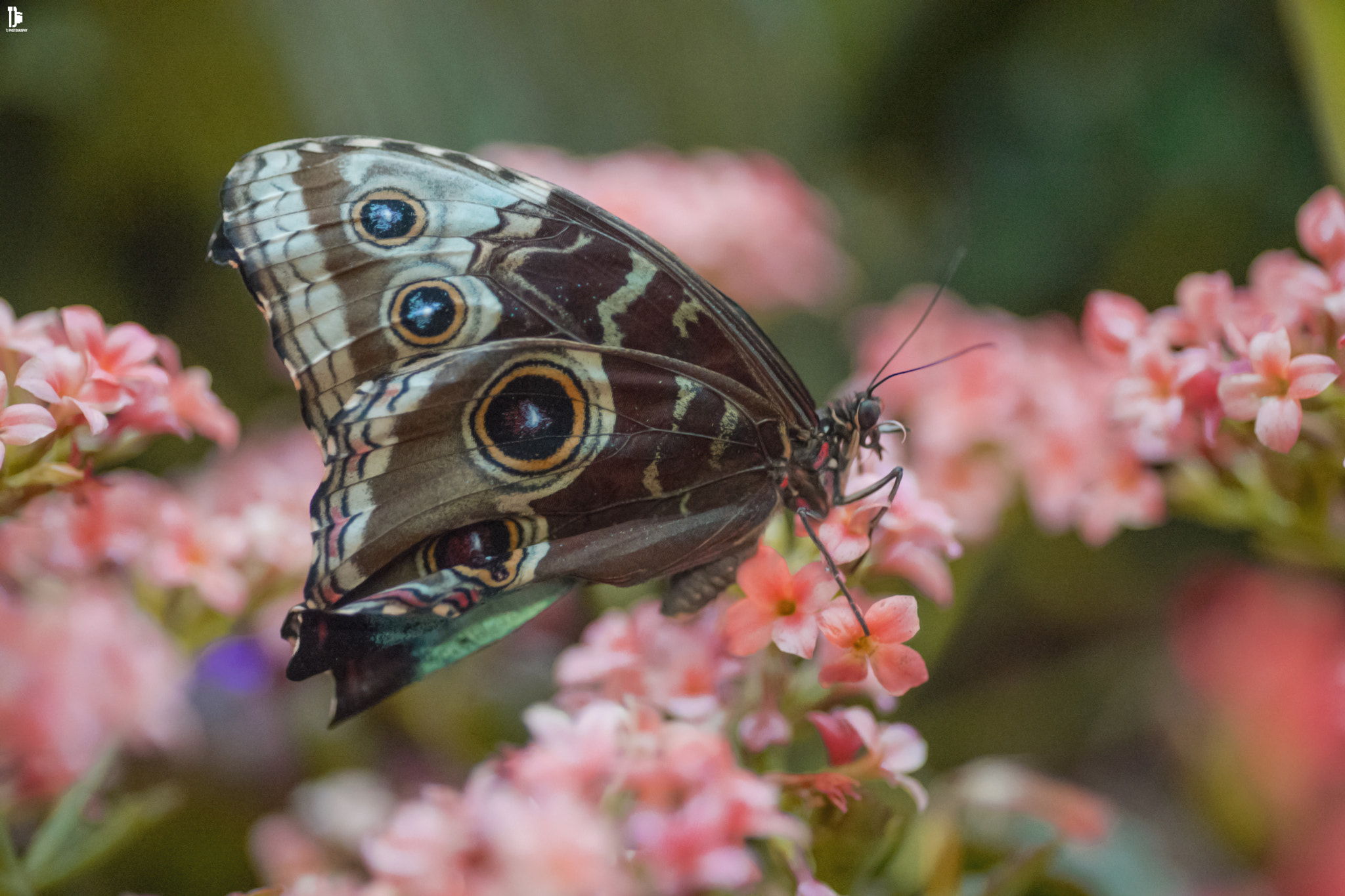 Sony a7 + Minolta AF 100mm F2.8 Macro [New] sample photo. Butterfly photography