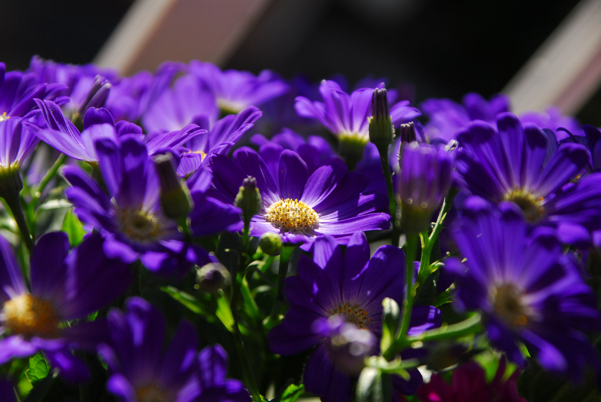 Sigma 17-70mm F2.8-4 DC Macro OS HSM sample photo. Finalmente !!! anche qua' è arrivata la primavera photography