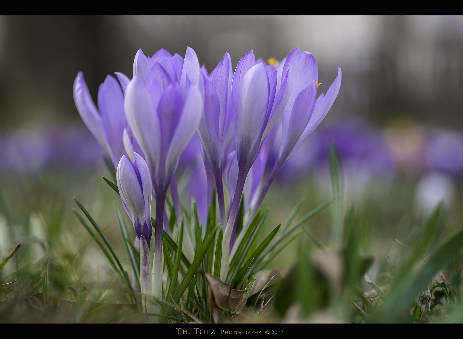 Olympus M.Zuiko Digital 45mm F1.8 sample photo. Crocuses photography