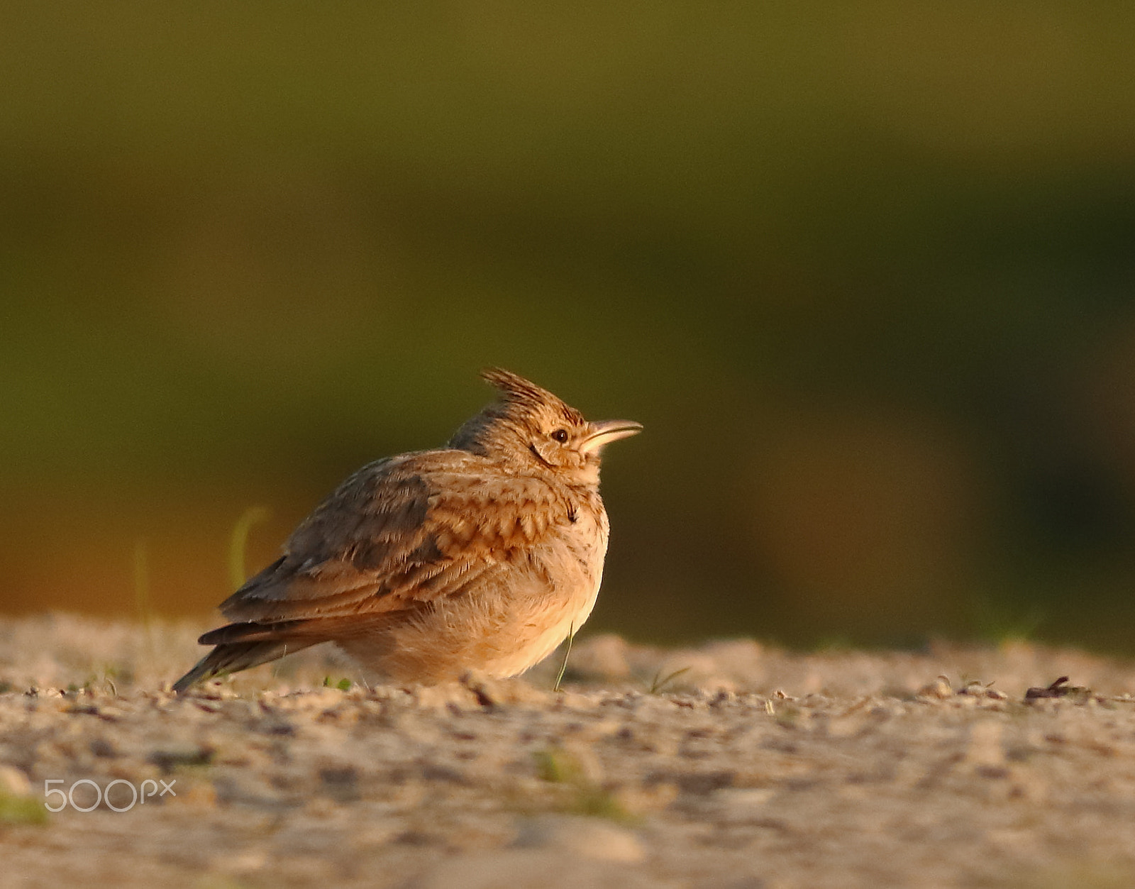Canon EOS 700D (EOS Rebel T5i / EOS Kiss X7i) + Canon EF 400mm F5.6L USM sample photo. Crested lark photography