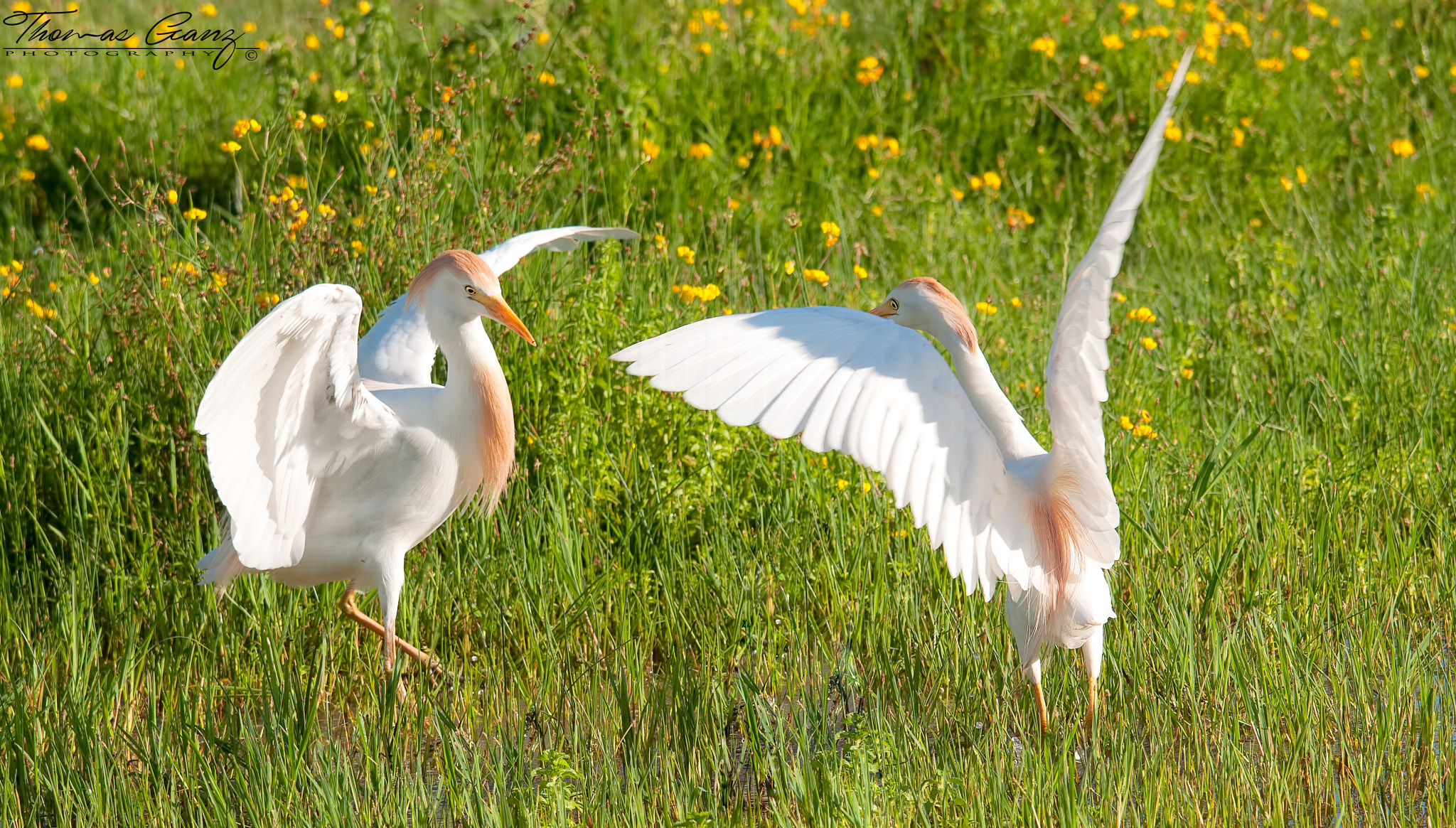 Sigma 120-400mm F4.5-5.6 DG OS HSM sample photo. Bubulcus ibis photography