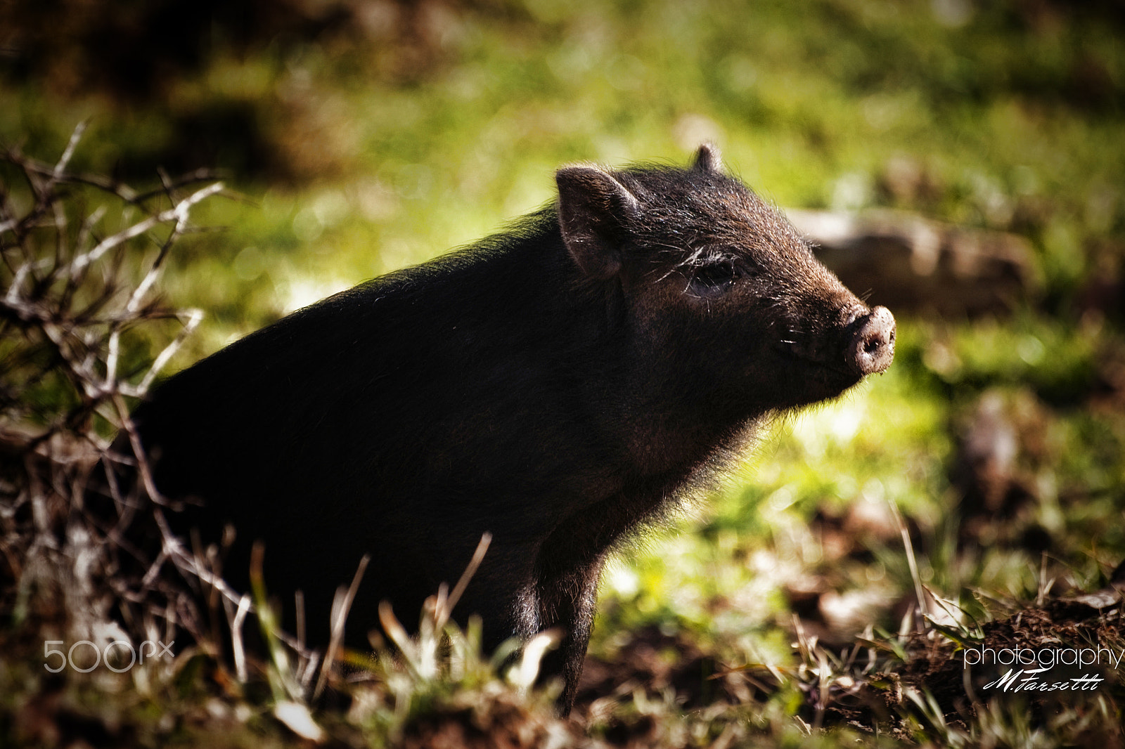 Sony Alpha DSLR-A700 + Sony 75-300mm F4.5-5.6 sample photo. A small boar :) photography