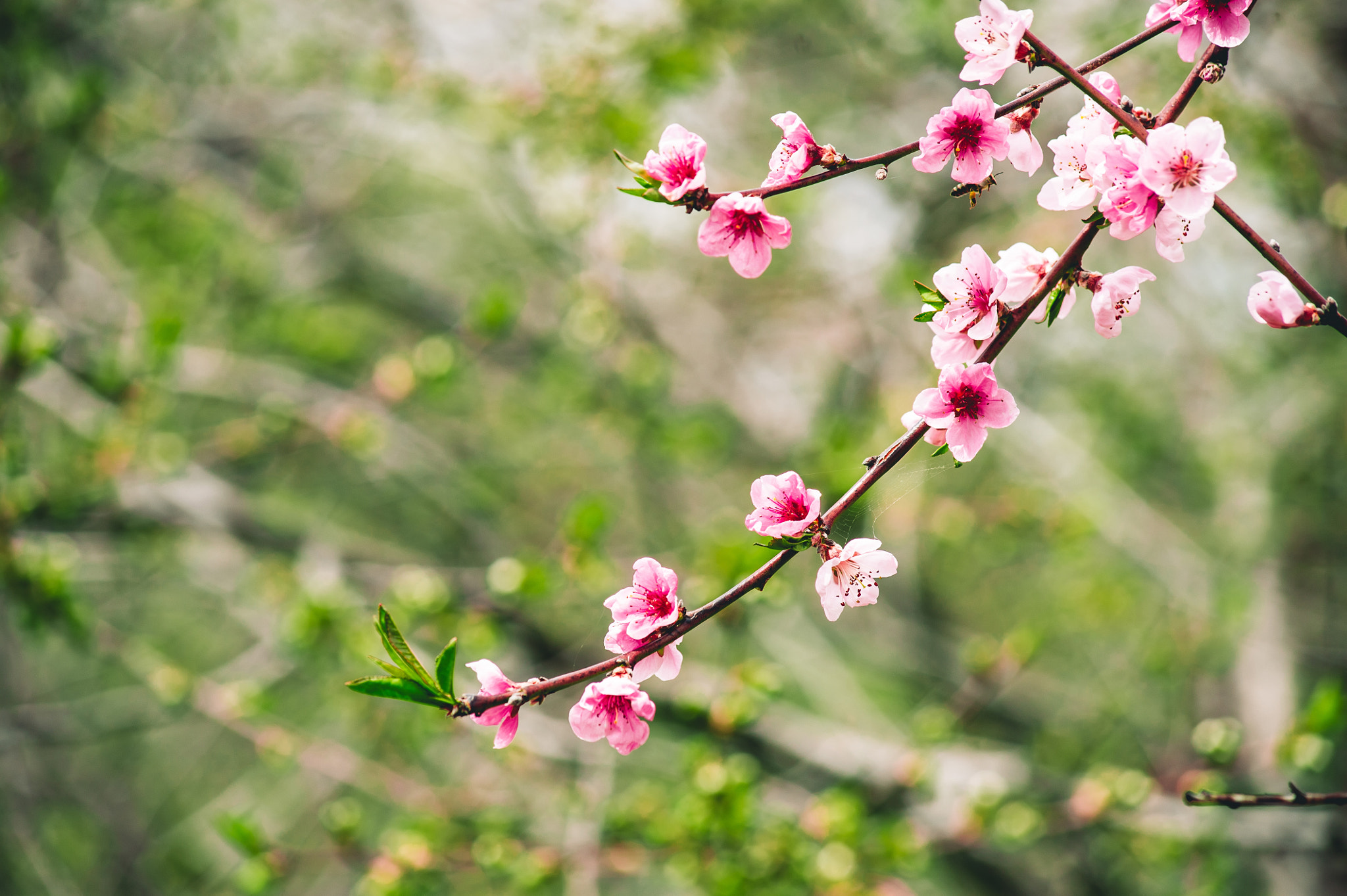Nikon AF-Nikkor 80-200mm F2.8D ED sample photo. Springtime photography