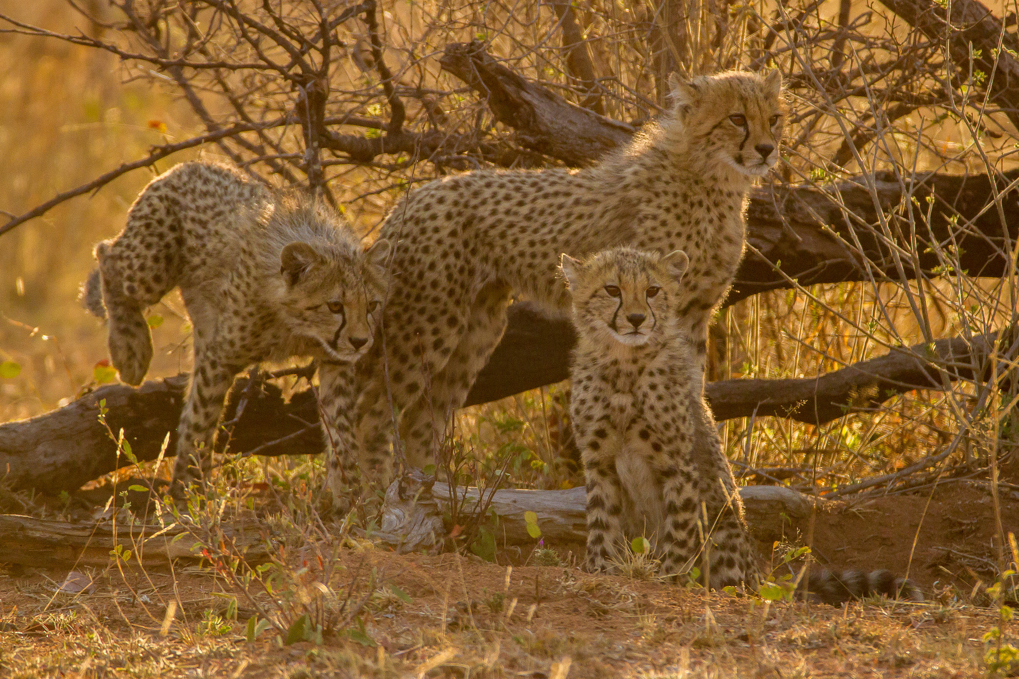 Canon EOS 7D + 150-600mm F5-6.3 DG OS HSM | Contemporary 015 sample photo. South africa - nedile - cheetah cubs photography
