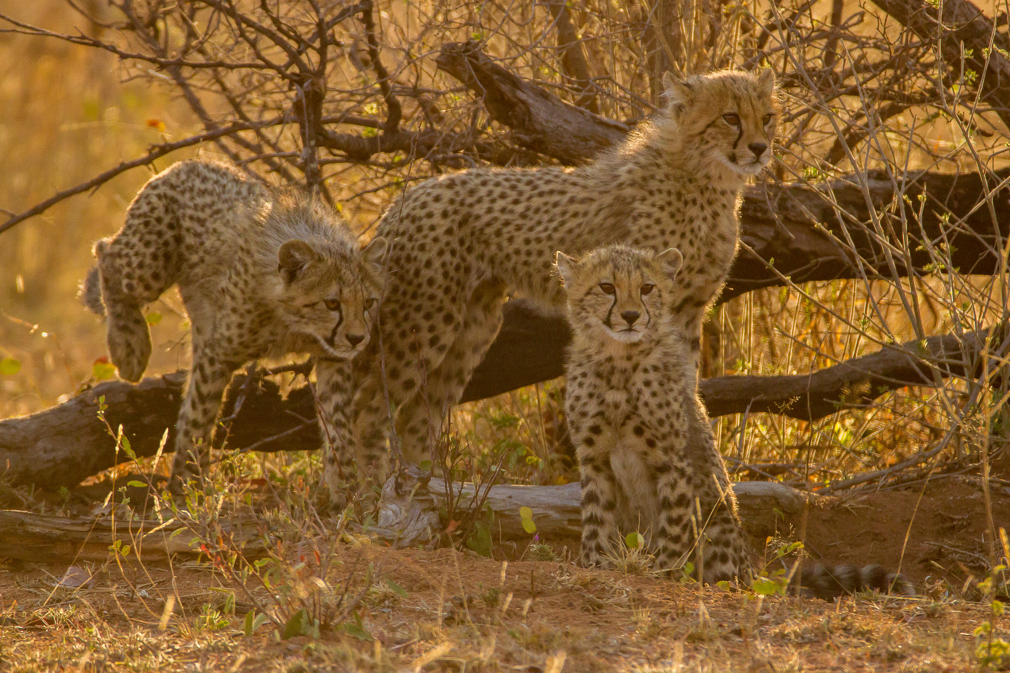 150-600mm F5-6.3 DG OS HSM | Contemporary 015 sample photo. South africa - nedile - cheetah cubs photography