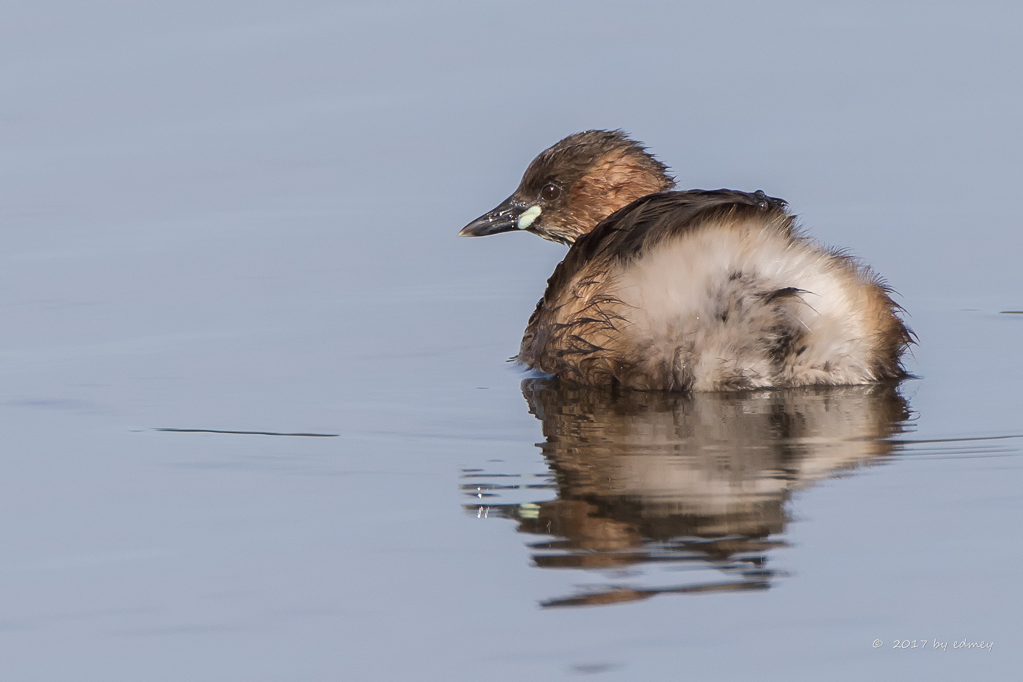 Canon EF 500mm F4L IS USM sample photo. Dabchick photography